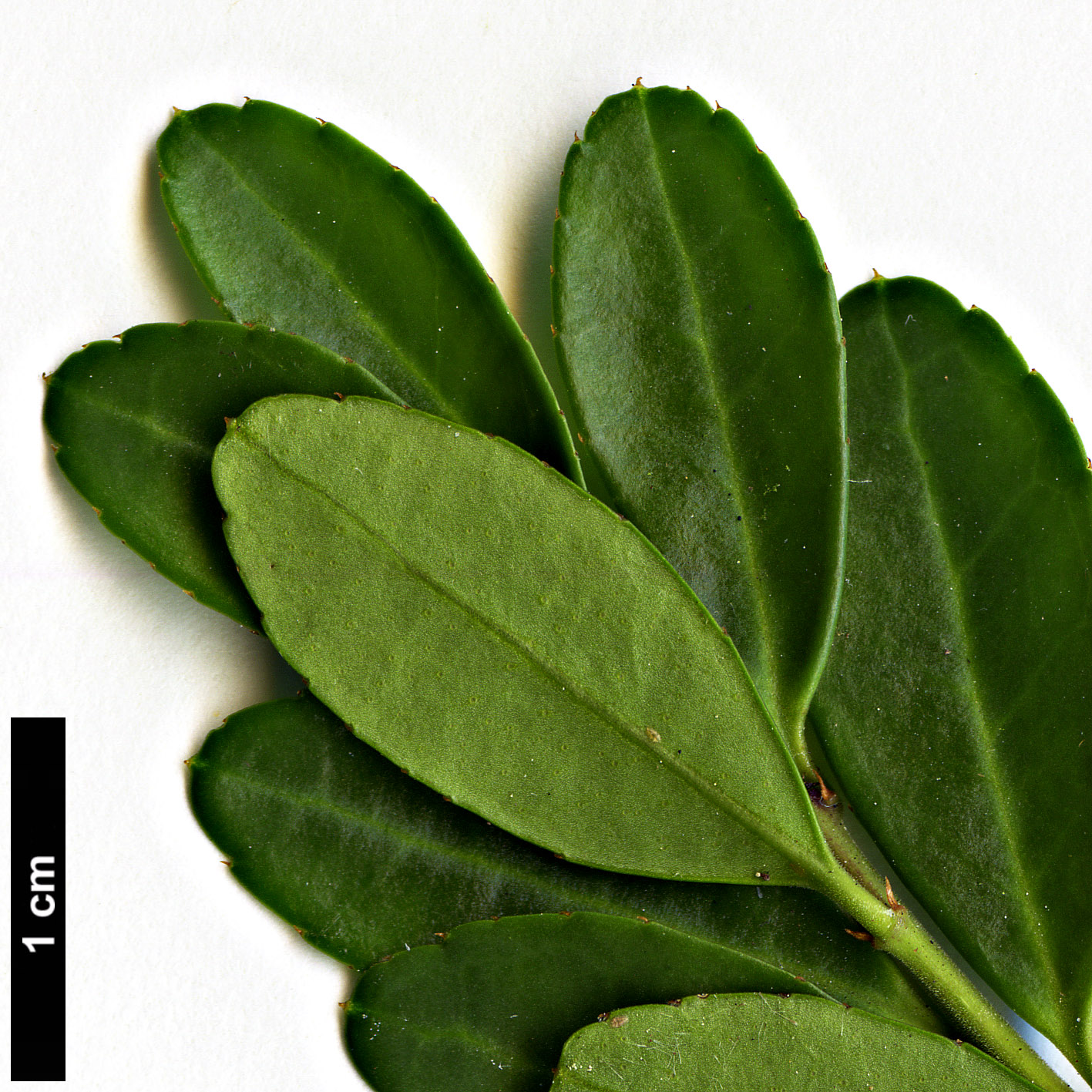 High resolution image: Family: Aquifoliaceae - Genus: Ilex - Taxon: crenata