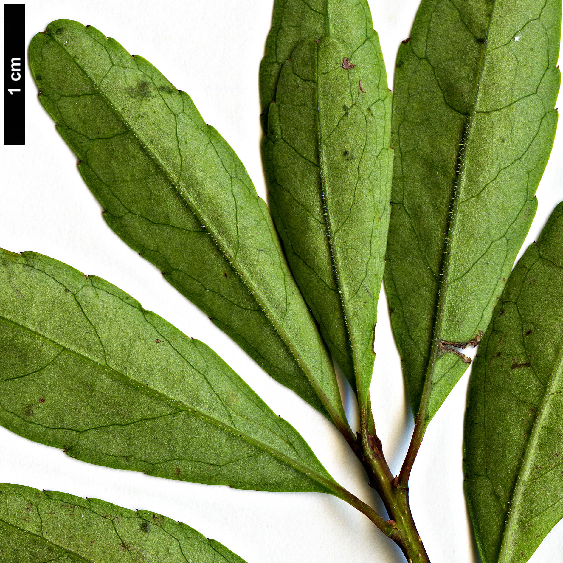 High resolution image: Family: Aquifoliaceae - Genus: Ilex - Taxon: curtisii