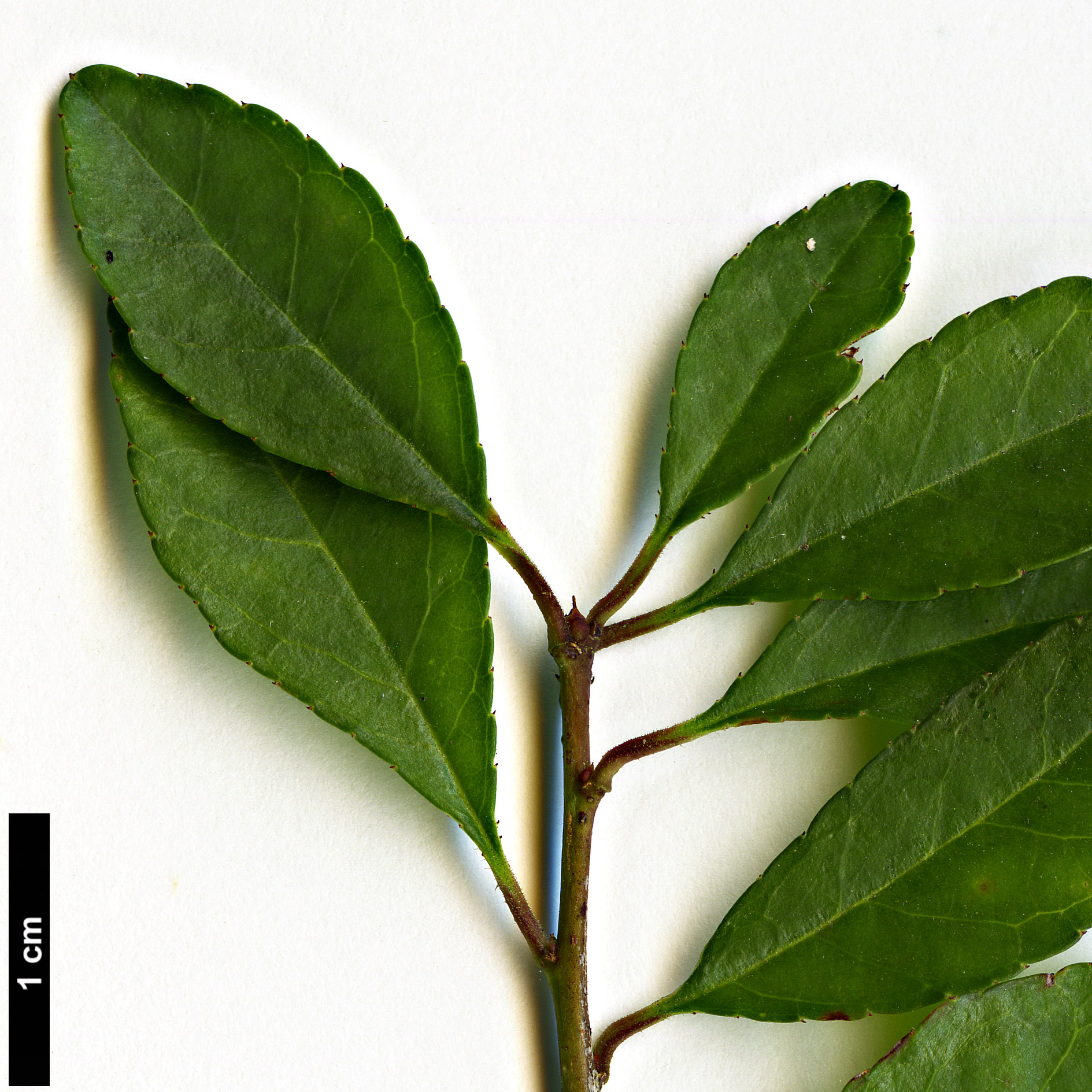 High resolution image: Family: Aquifoliaceae - Genus: Ilex - Taxon: curtisii
