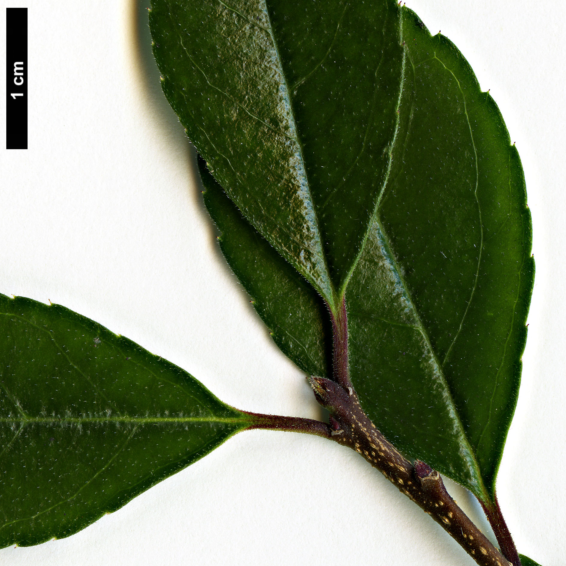 High resolution image: Family: Aquifoliaceae - Genus: Ilex - Taxon: cuthbertii