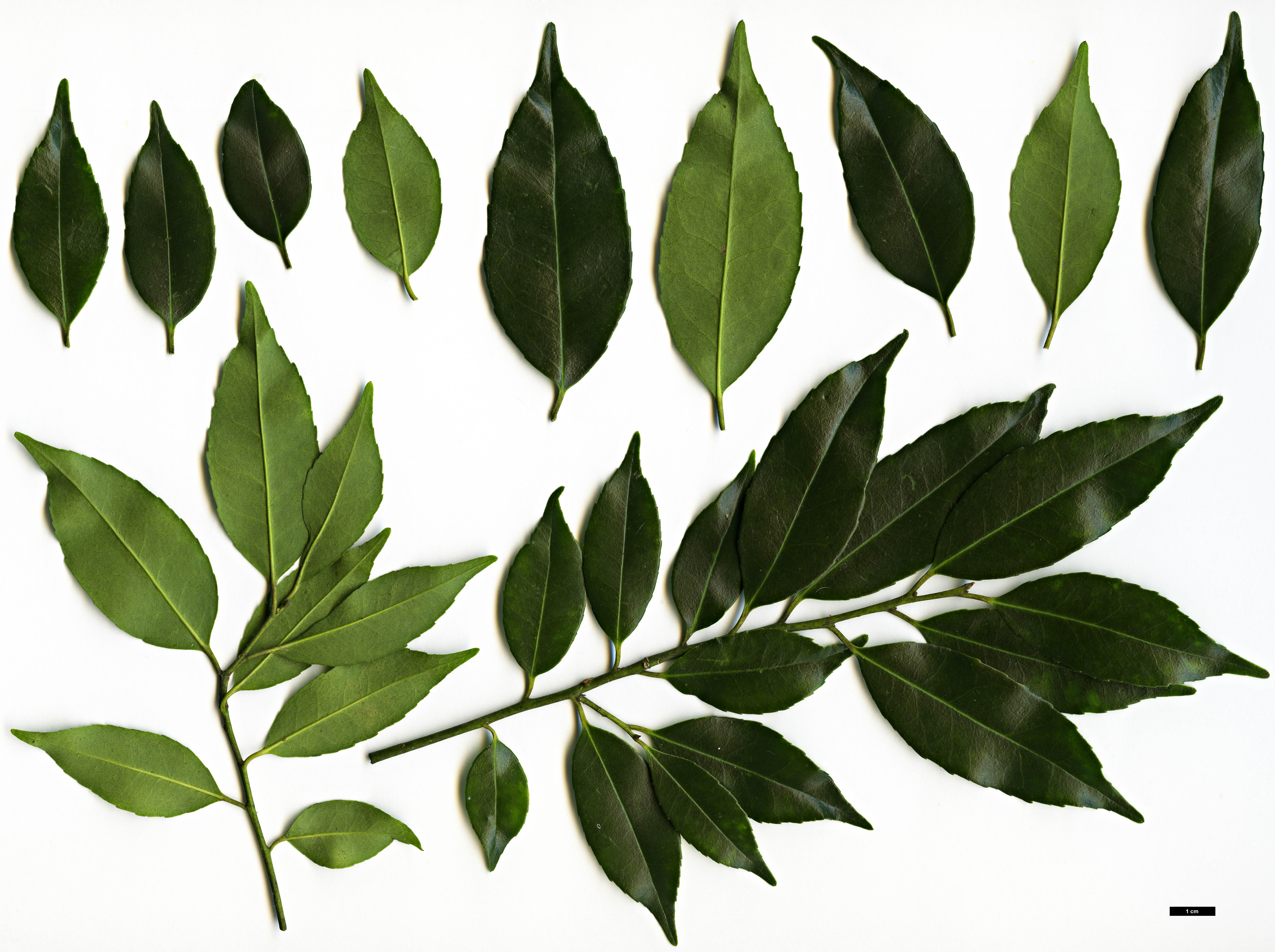 High resolution image: Family: Aquifoliaceae - Genus: Ilex - Taxon: cyrtura