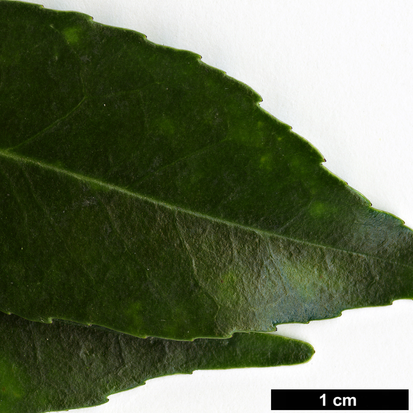 High resolution image: Family: Aquifoliaceae - Genus: Ilex - Taxon: cyrtura