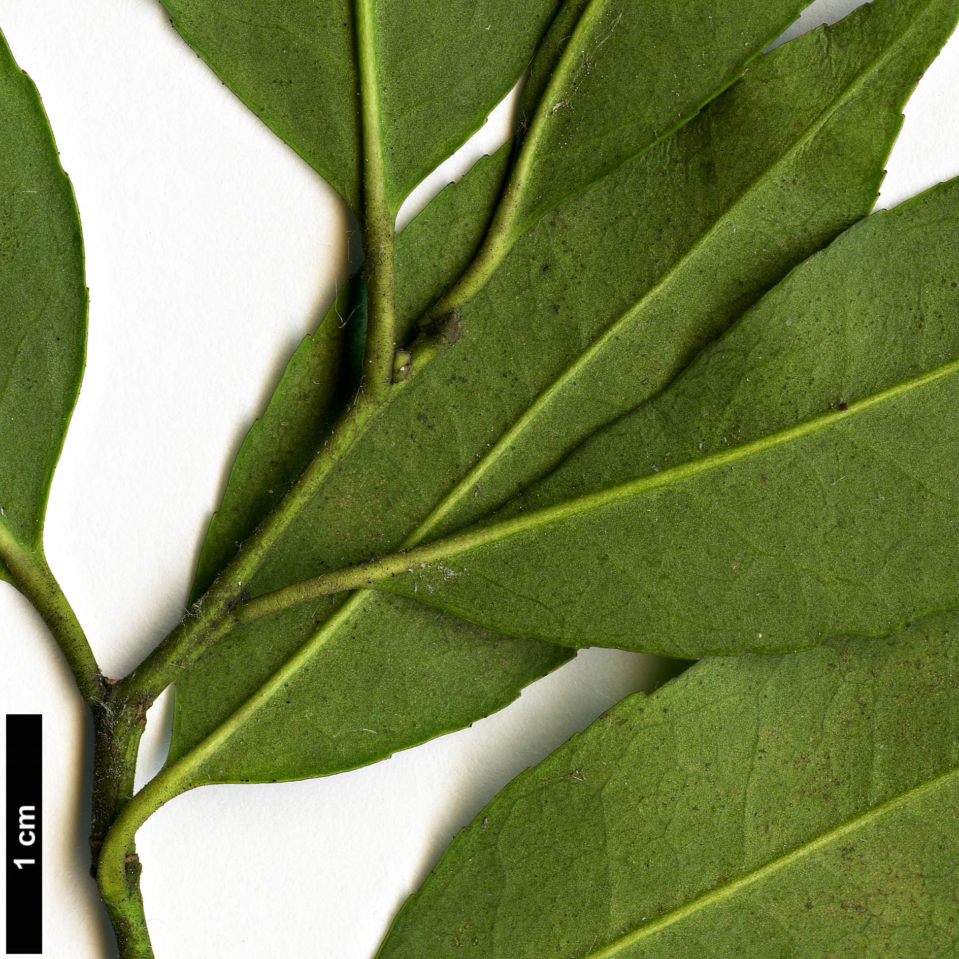 High resolution image: Family: Aquifoliaceae - Genus: Ilex - Taxon: cyrtura