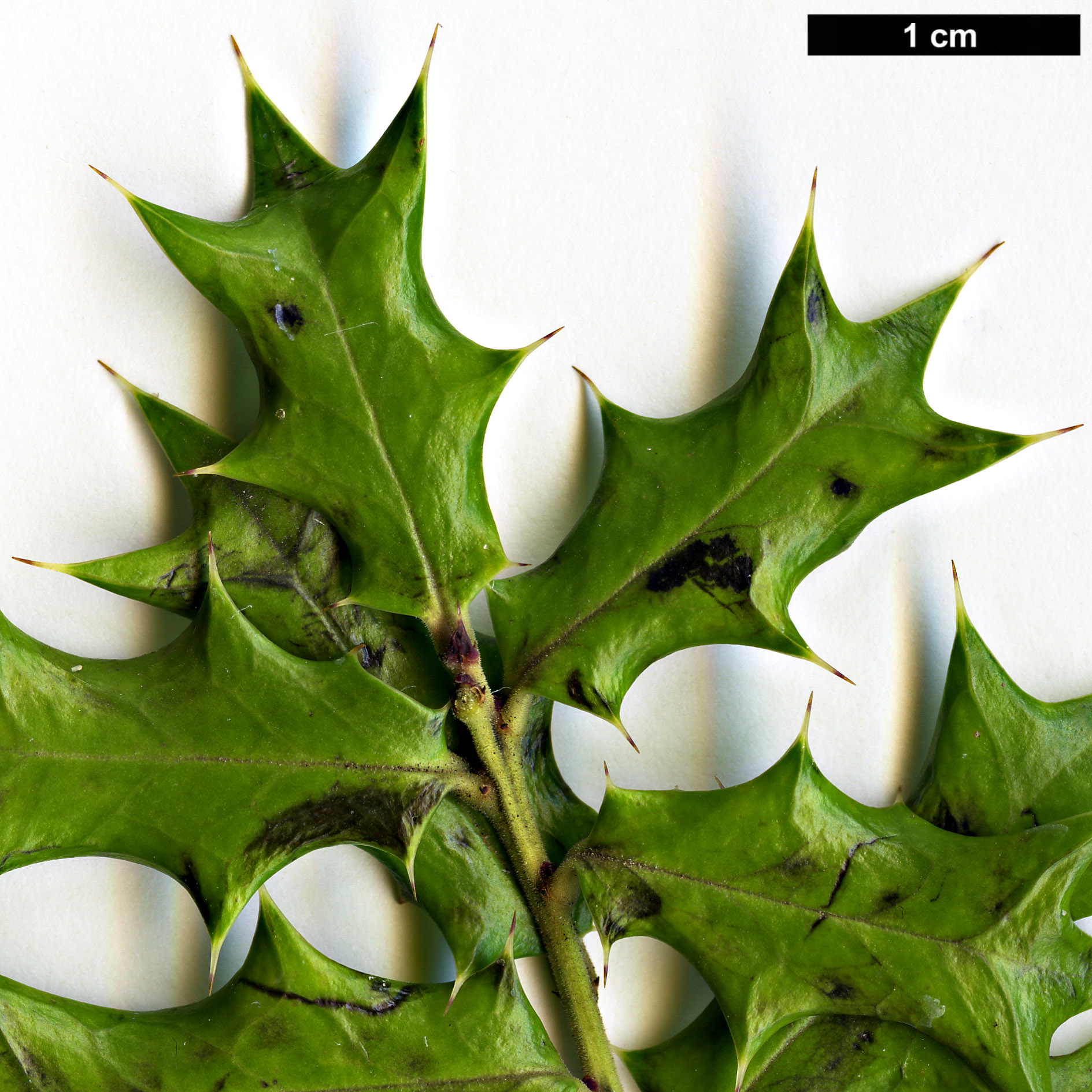 High resolution image: Family: Aquifoliaceae - Genus: Ilex - Taxon: dimorphophylla