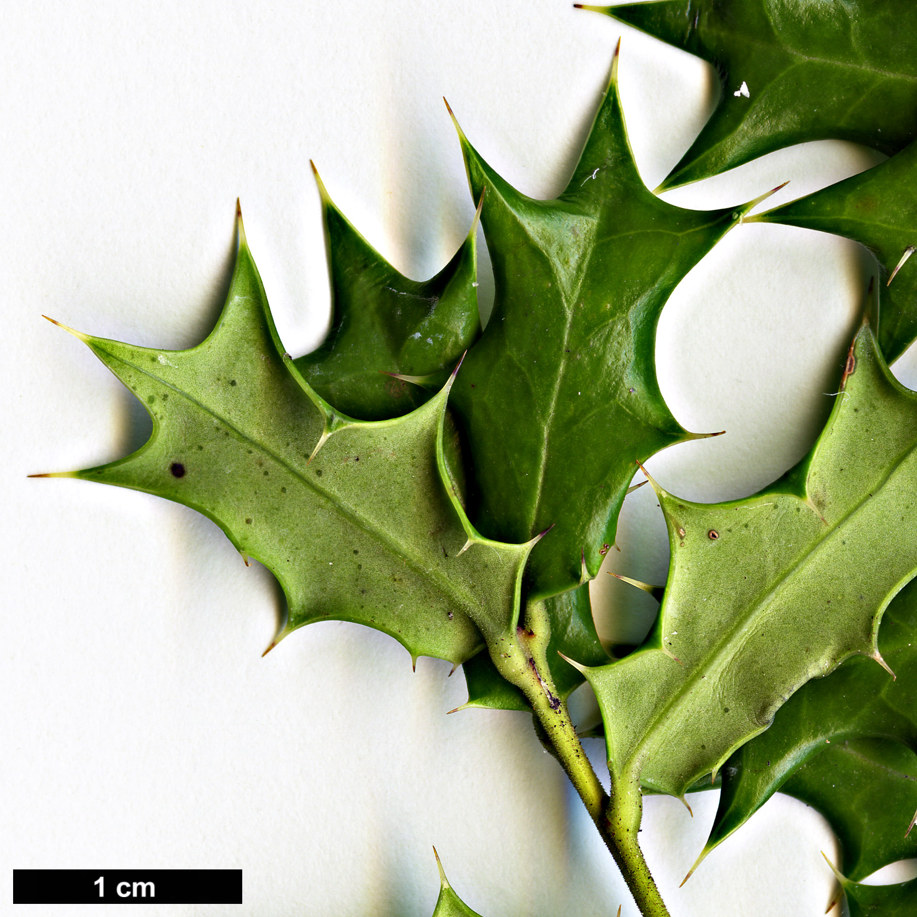High resolution image: Family: Aquifoliaceae - Genus: Ilex - Taxon: dimorphophylla