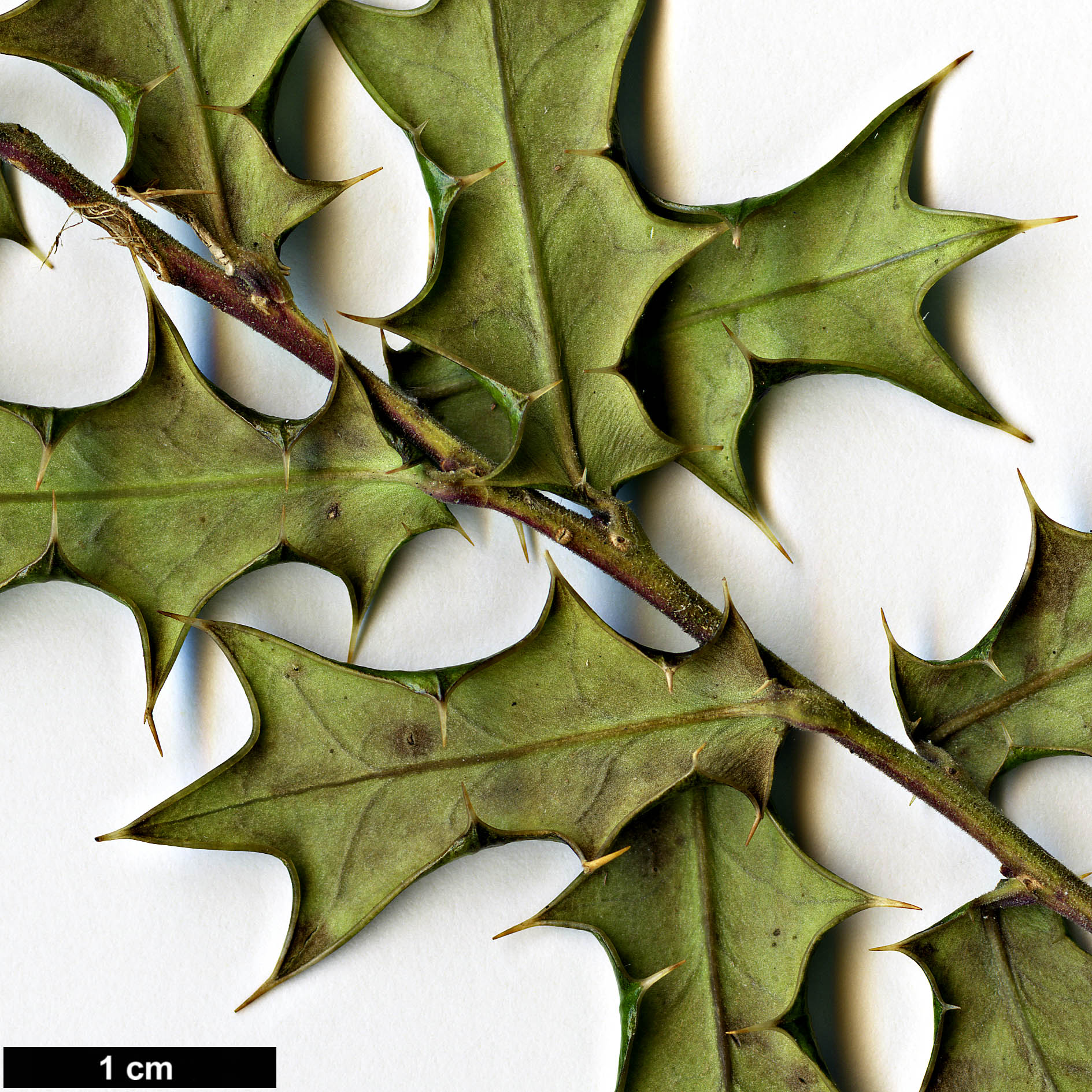 High resolution image: Family: Aquifoliaceae - Genus: Ilex - Taxon: dimorphophylla