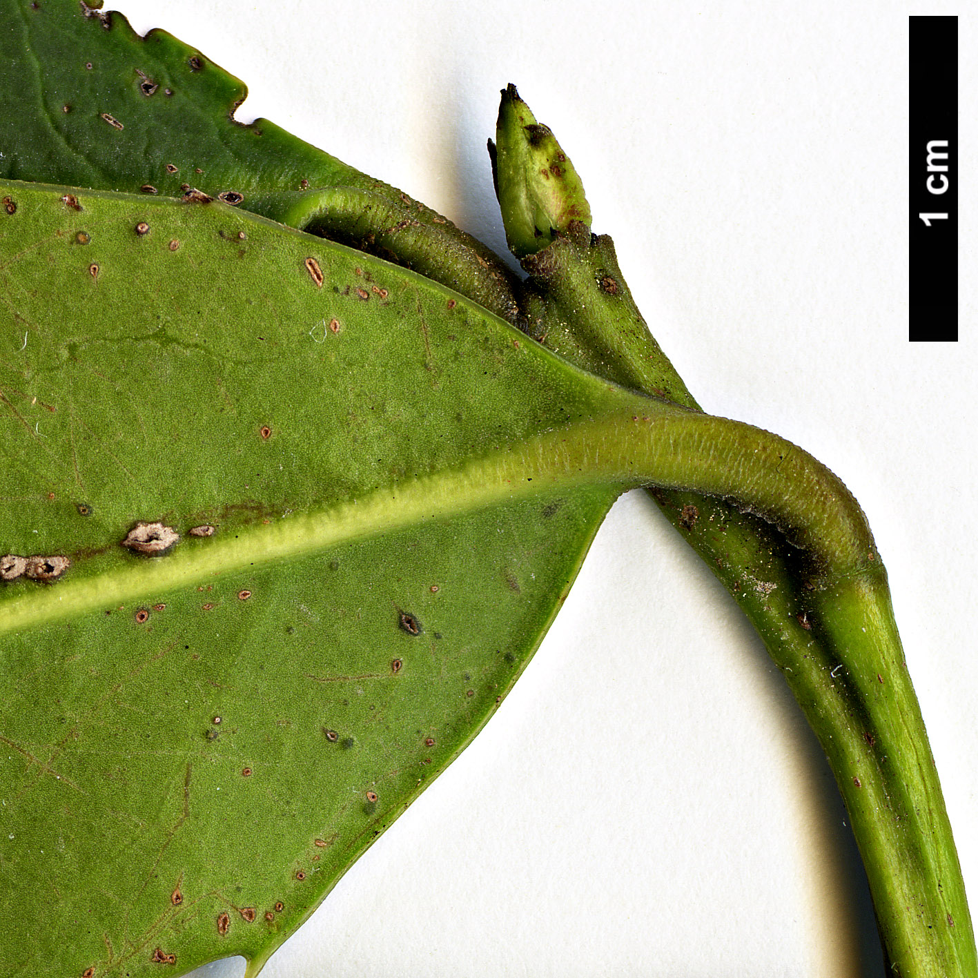 High resolution image: Family: Aquifoliaceae - Genus: Ilex - Taxon: dipyrena