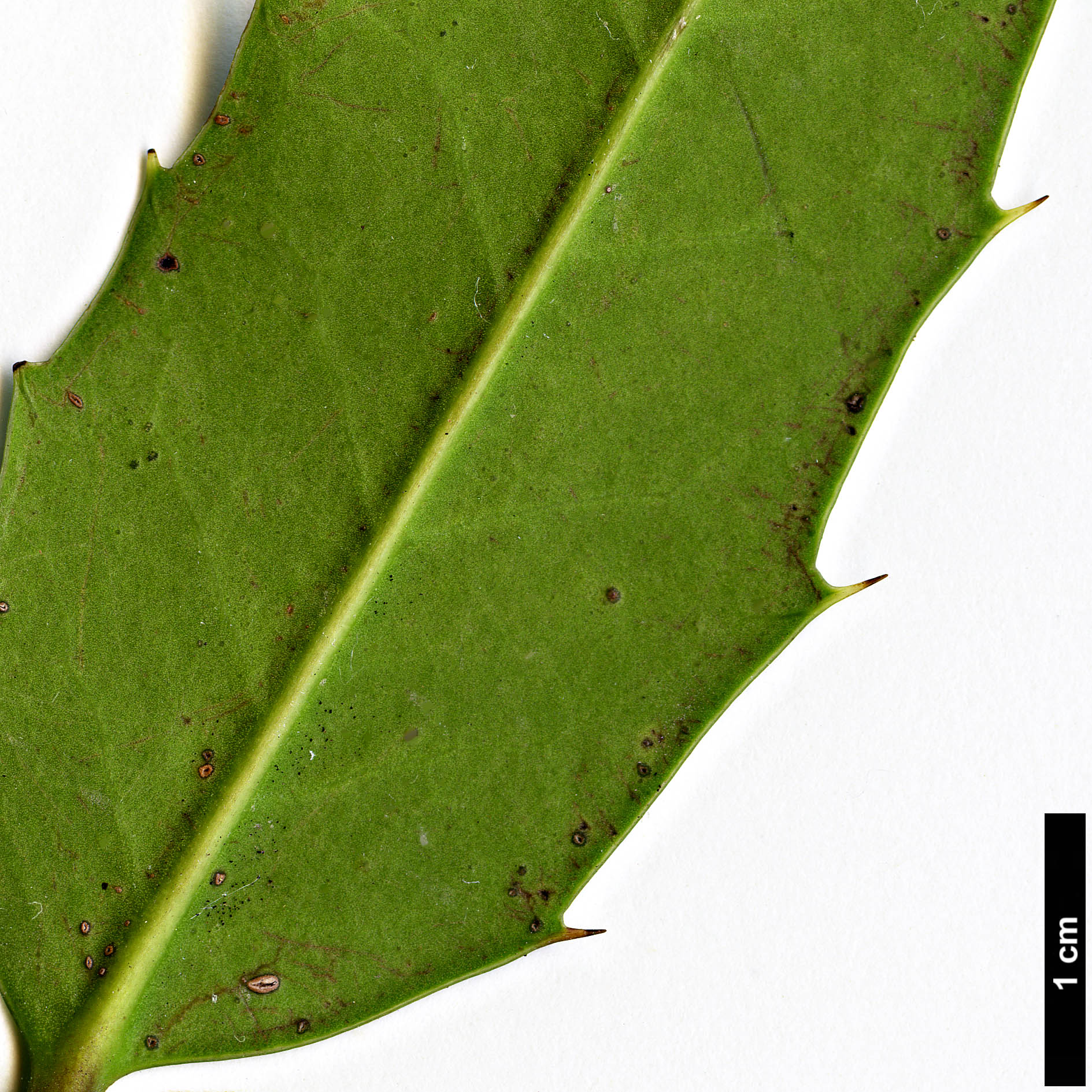 High resolution image: Family: Aquifoliaceae - Genus: Ilex - Taxon: dipyrena