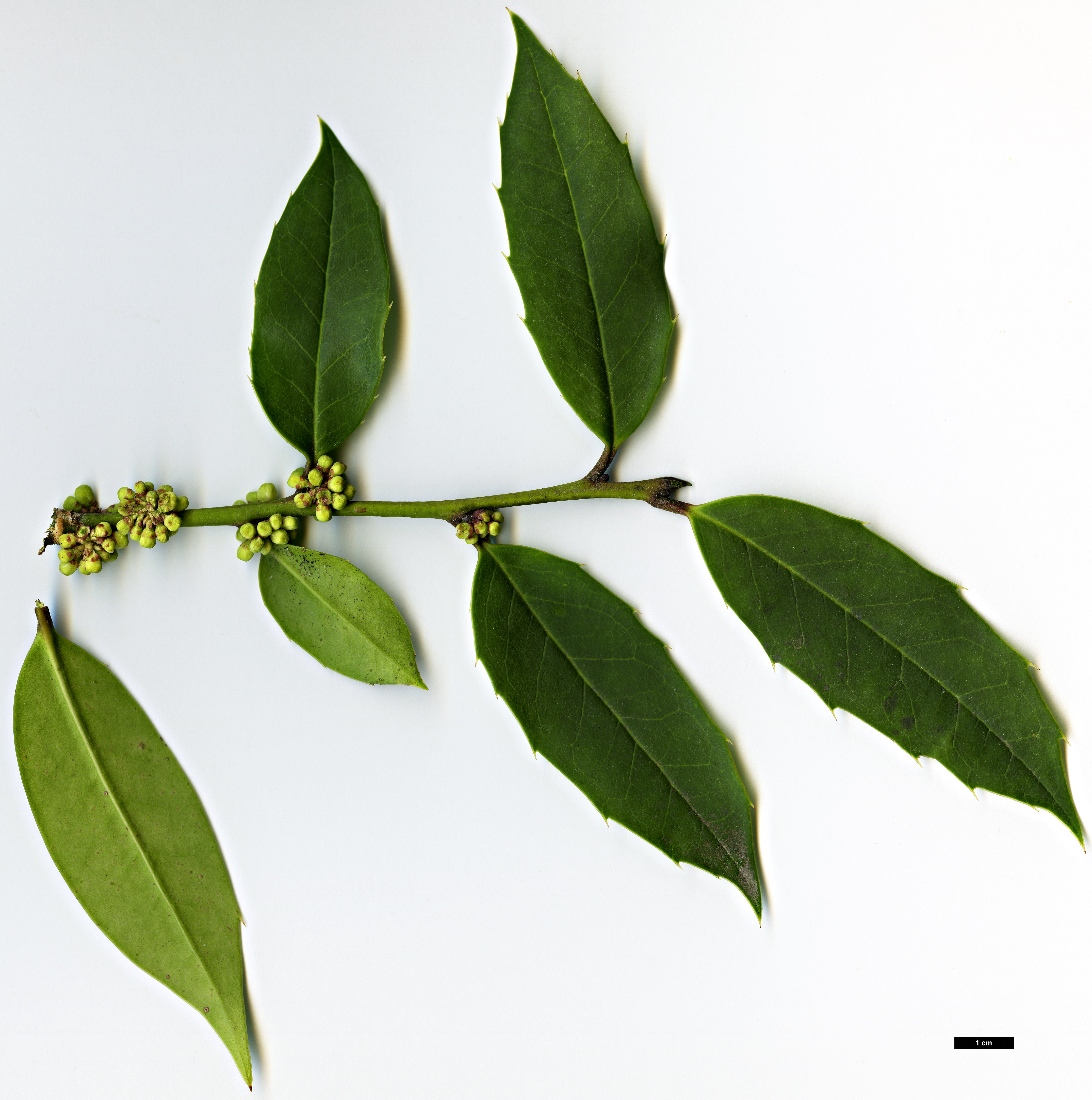 High resolution image: Family: Aquifoliaceae - Genus: Ilex - Taxon: dipyrena