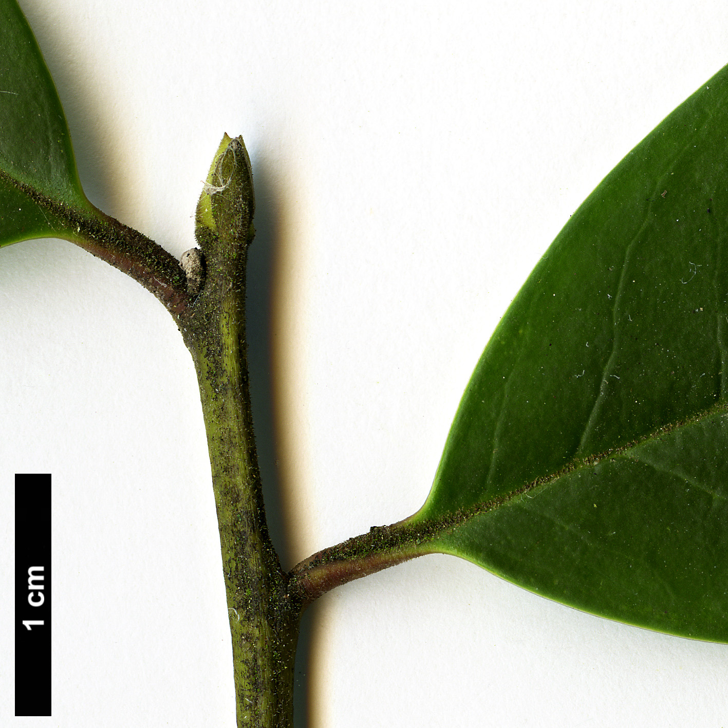 High resolution image: Family: Aquifoliaceae - Genus: Ilex - Taxon: dipyrena - SpeciesSub: hybrid