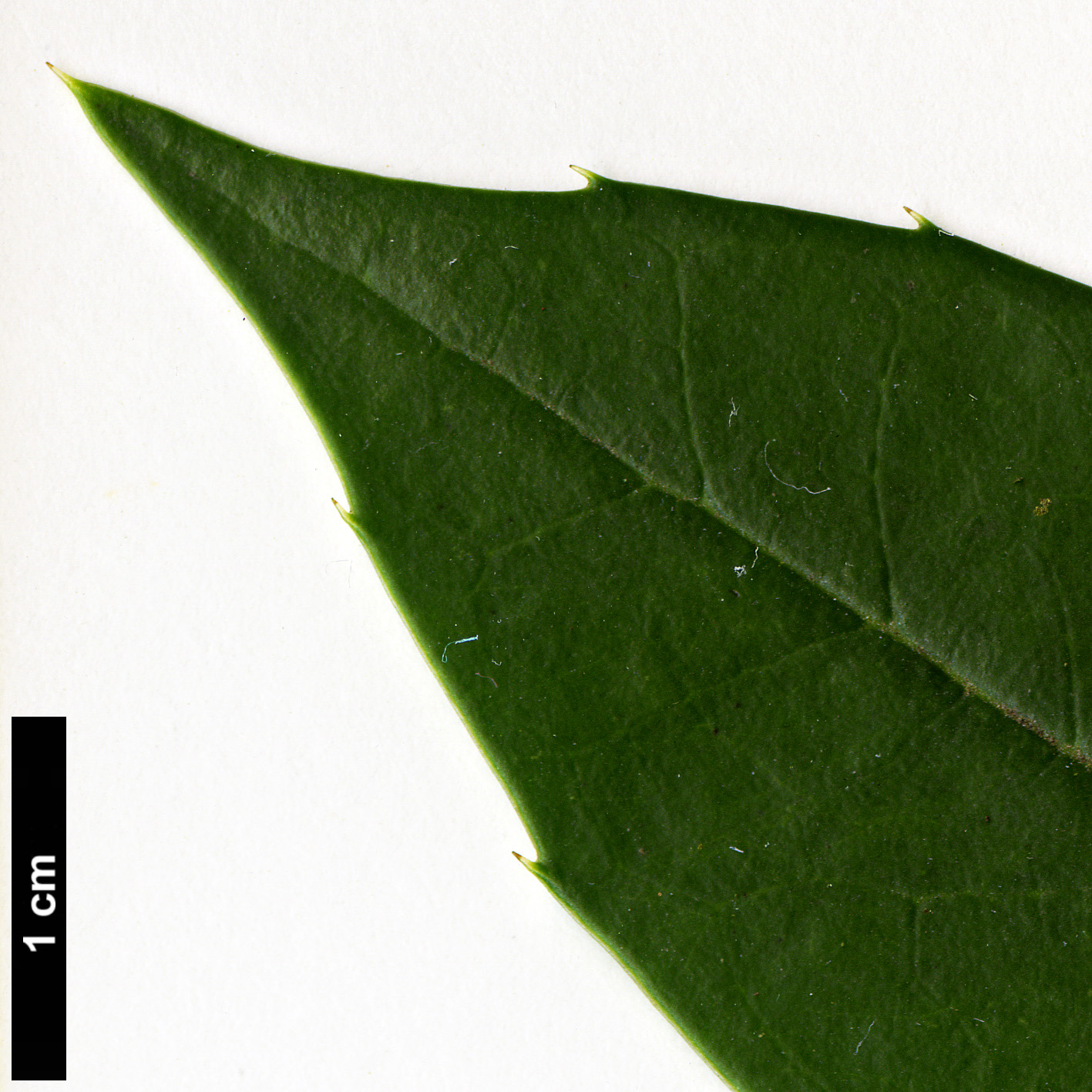 High resolution image: Family: Aquifoliaceae - Genus: Ilex - Taxon: dipyrena - SpeciesSub: hybrid