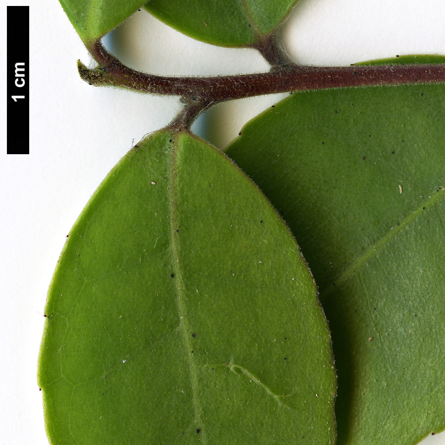 High resolution image: Family: Aquifoliaceae - Genus: Ilex - Taxon: discolor