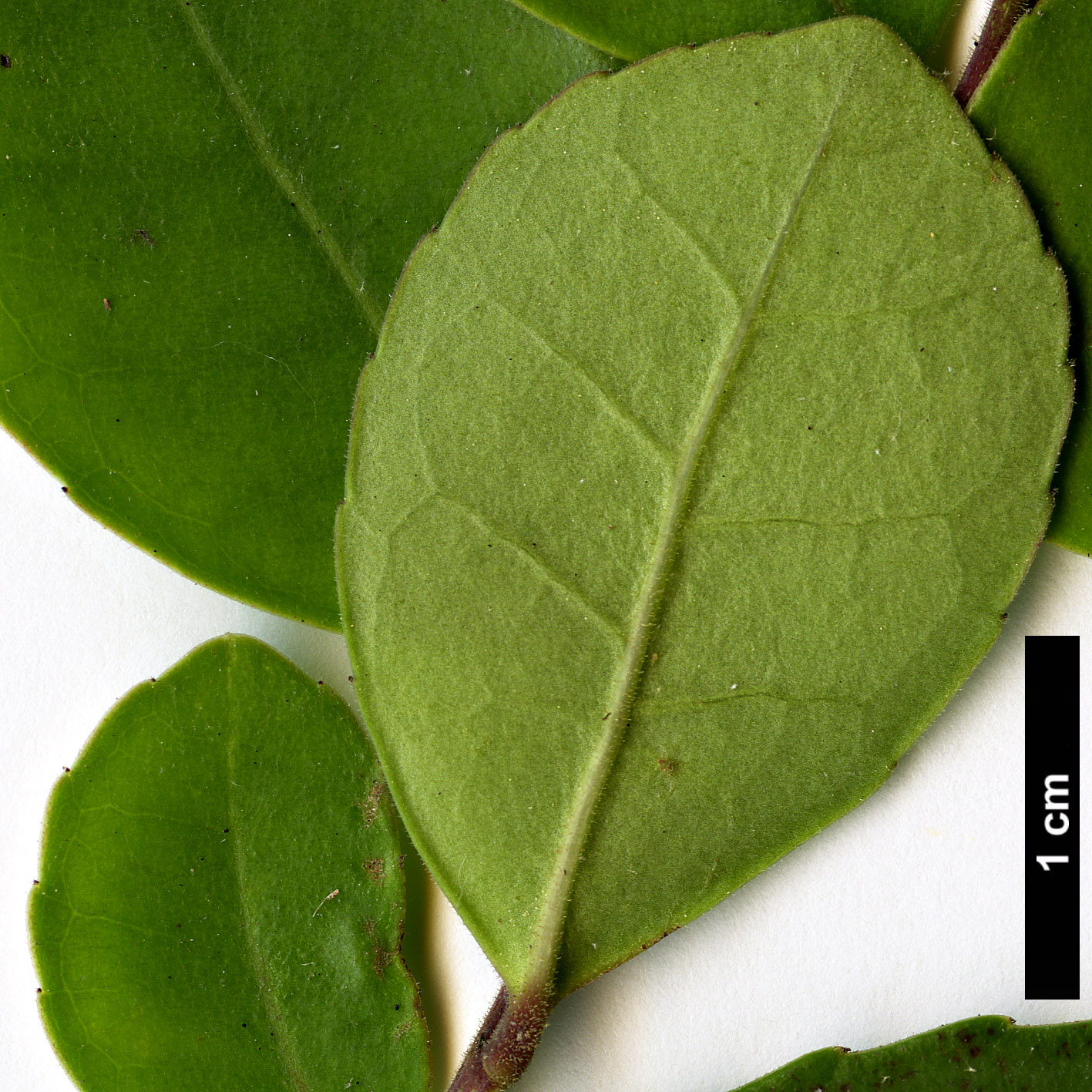 High resolution image: Family: Aquifoliaceae - Genus: Ilex - Taxon: discolor