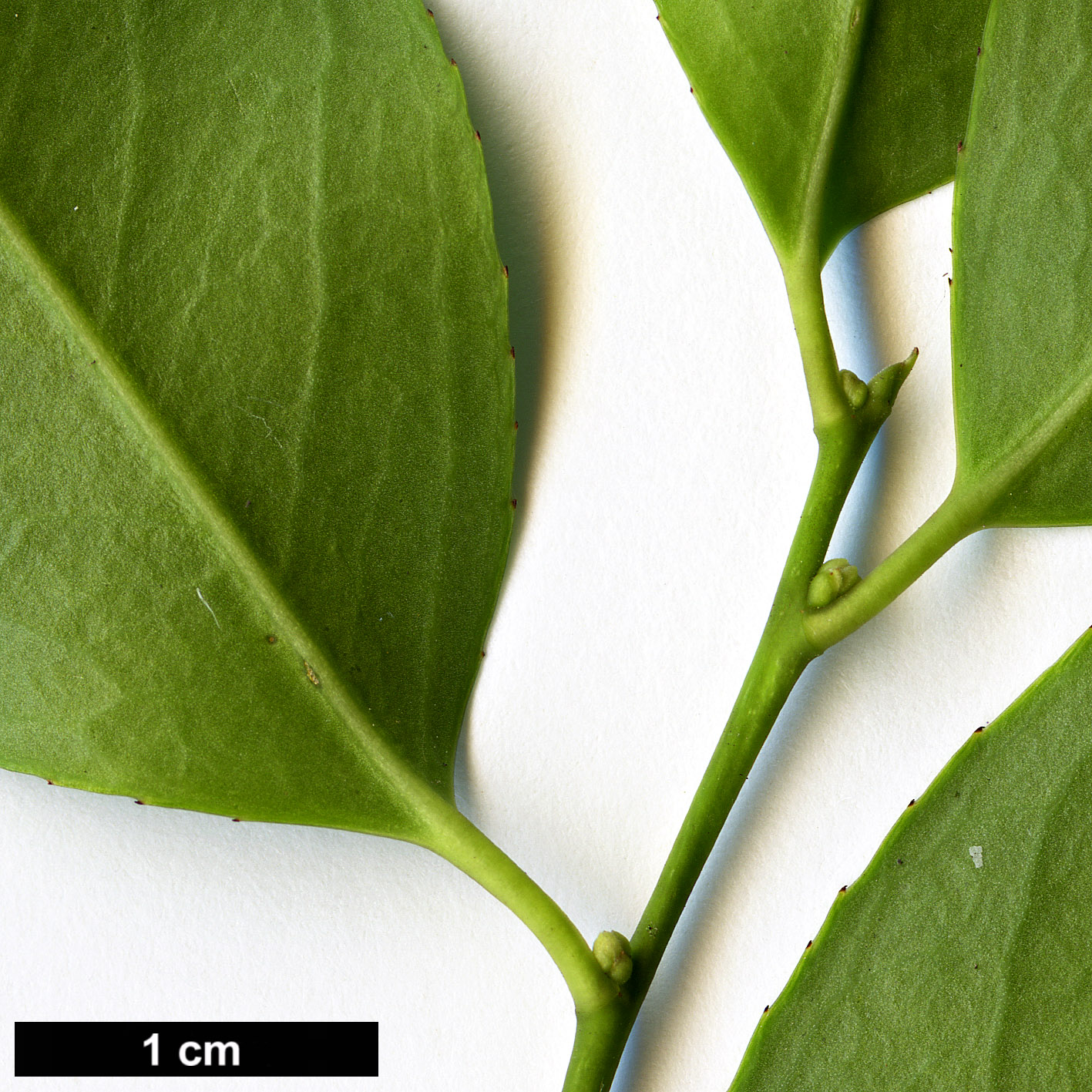 High resolution image: Family: Aquifoliaceae - Genus: Ilex - Taxon: ficoidea