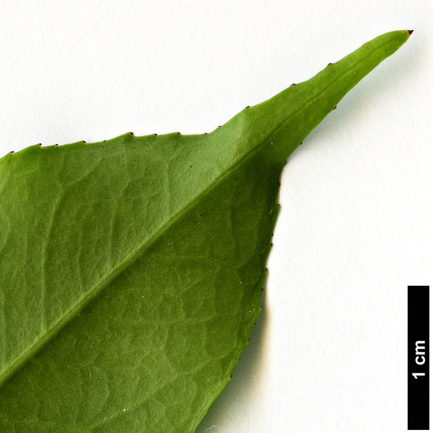 High resolution image: Family: Aquifoliaceae - Genus: Ilex - Taxon: ficoidea