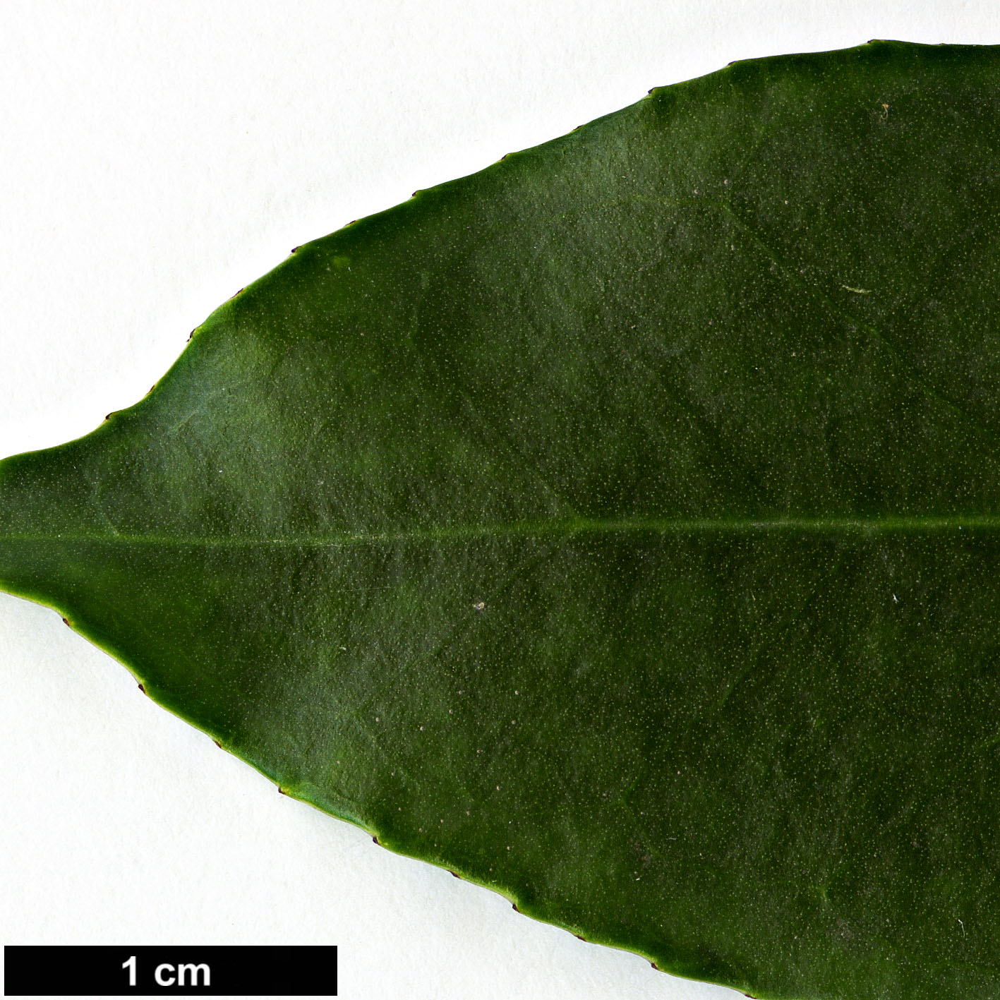 High resolution image: Family: Aquifoliaceae - Genus: Ilex - Taxon: ficoidea