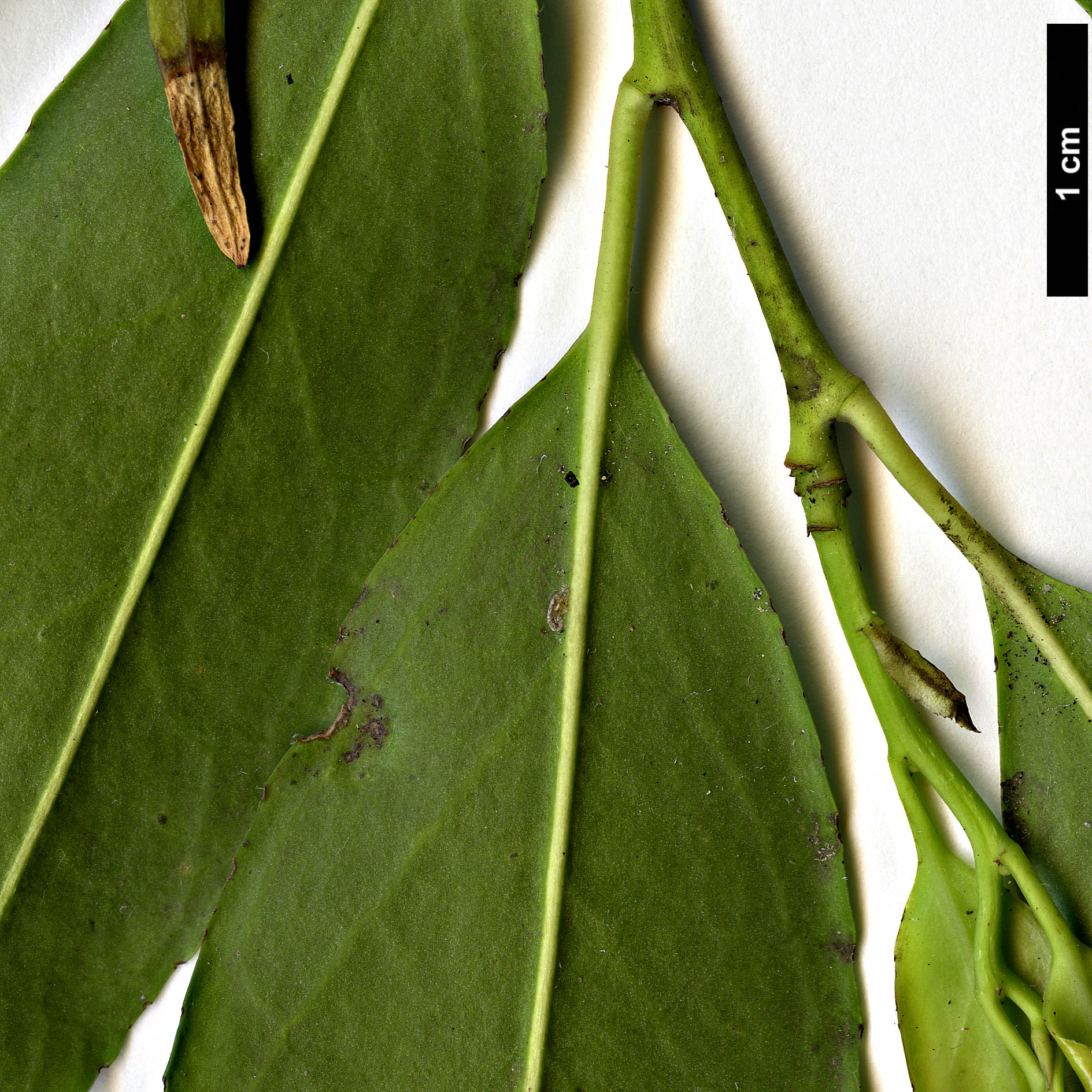 High resolution image: Family: Aquifoliaceae - Genus: Ilex - Taxon: ficoidea