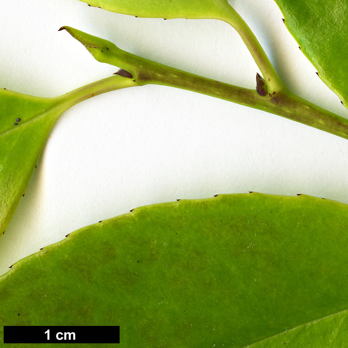 High resolution image: Family: Aquifoliaceae - Genus: Ilex - Taxon: ficoidea