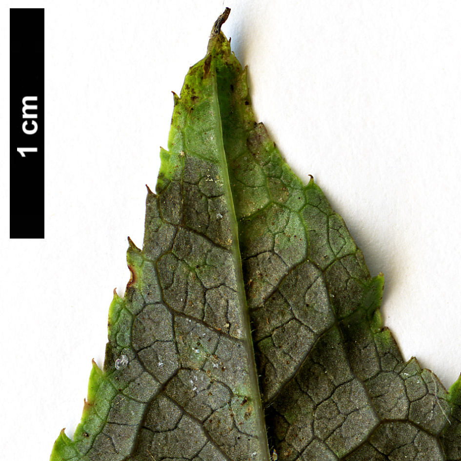 High resolution image: Family: Aquifoliaceae - Genus: Ilex - Taxon: geniculata