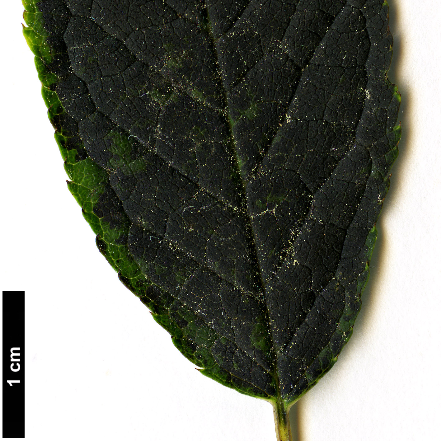 High resolution image: Family: Aquifoliaceae - Genus: Ilex - Taxon: geniculata