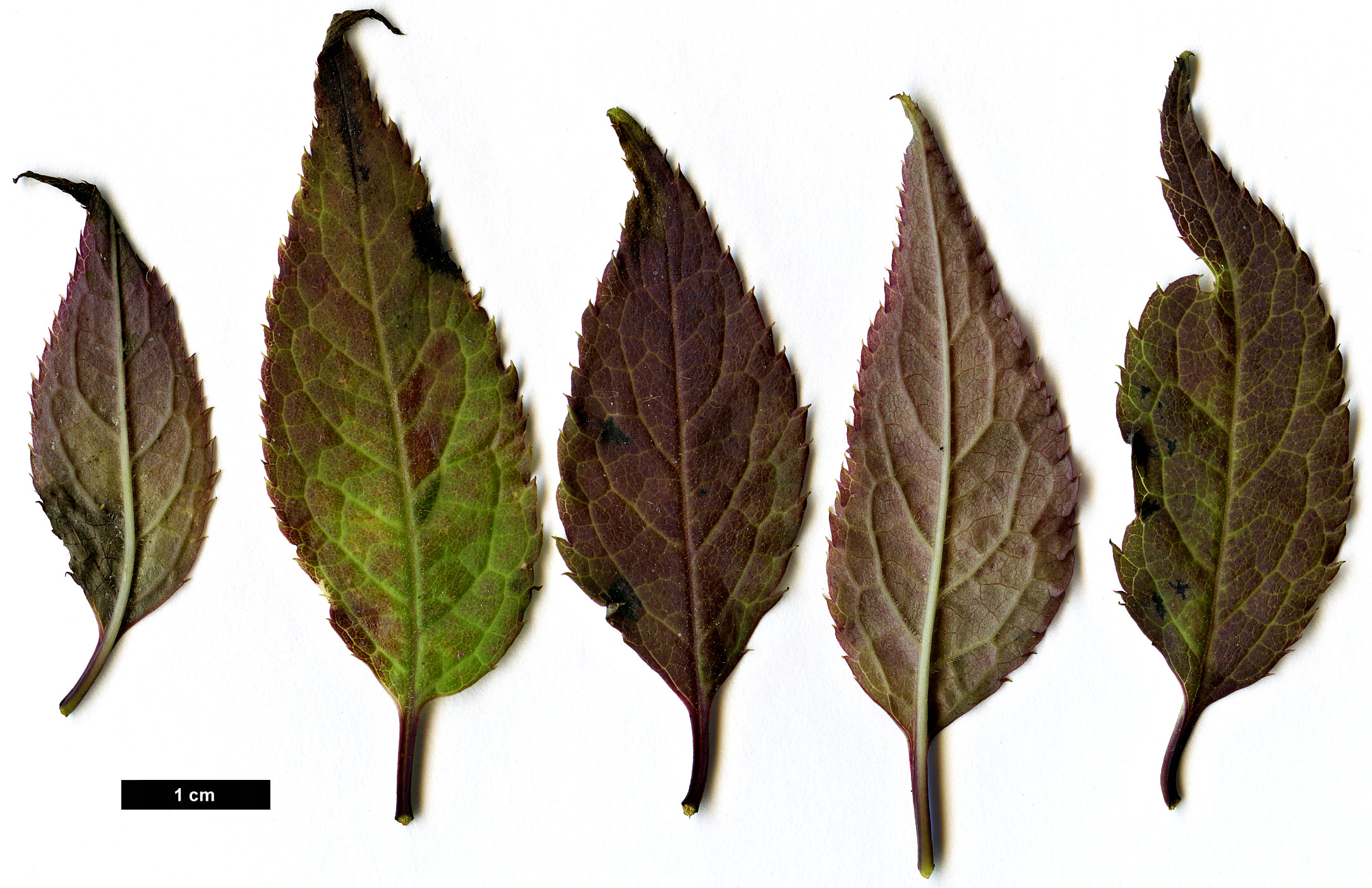 High resolution image: Family: Aquifoliaceae - Genus: Ilex - Taxon: geniculata