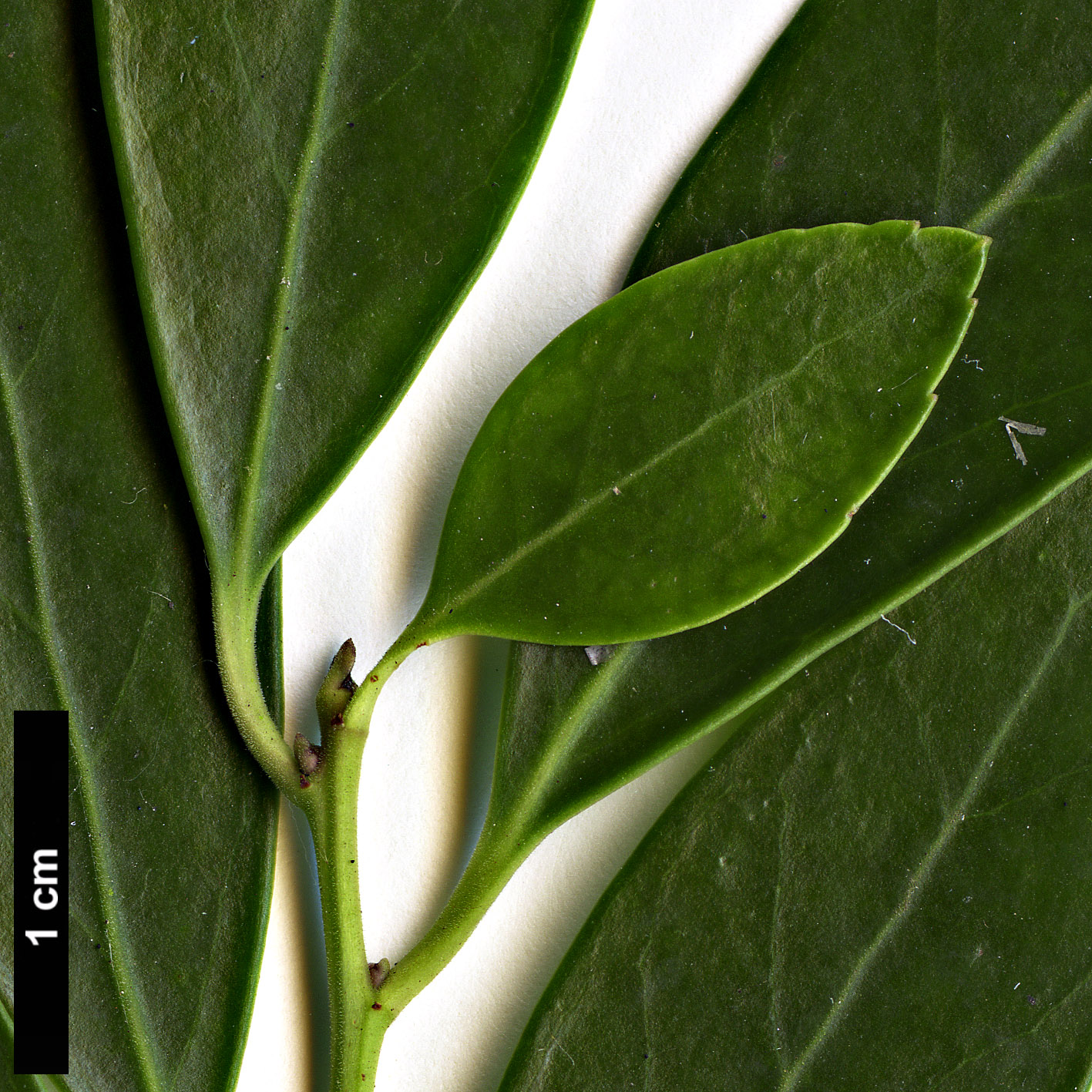 High resolution image: Family: Aquifoliaceae - Genus: Ilex - Taxon: glabra