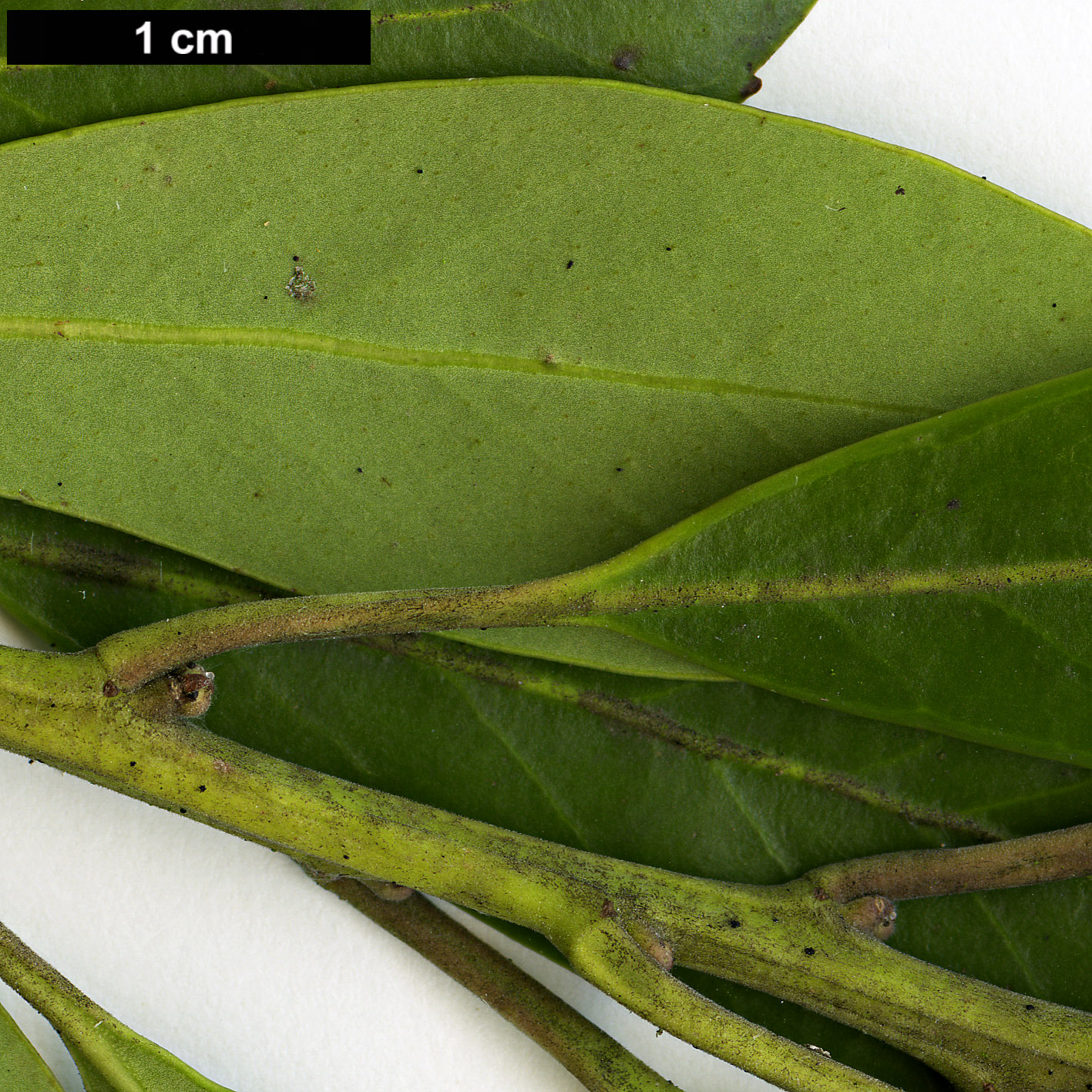 High resolution image: Family: Aquifoliaceae - Genus: Ilex - Taxon: glabra