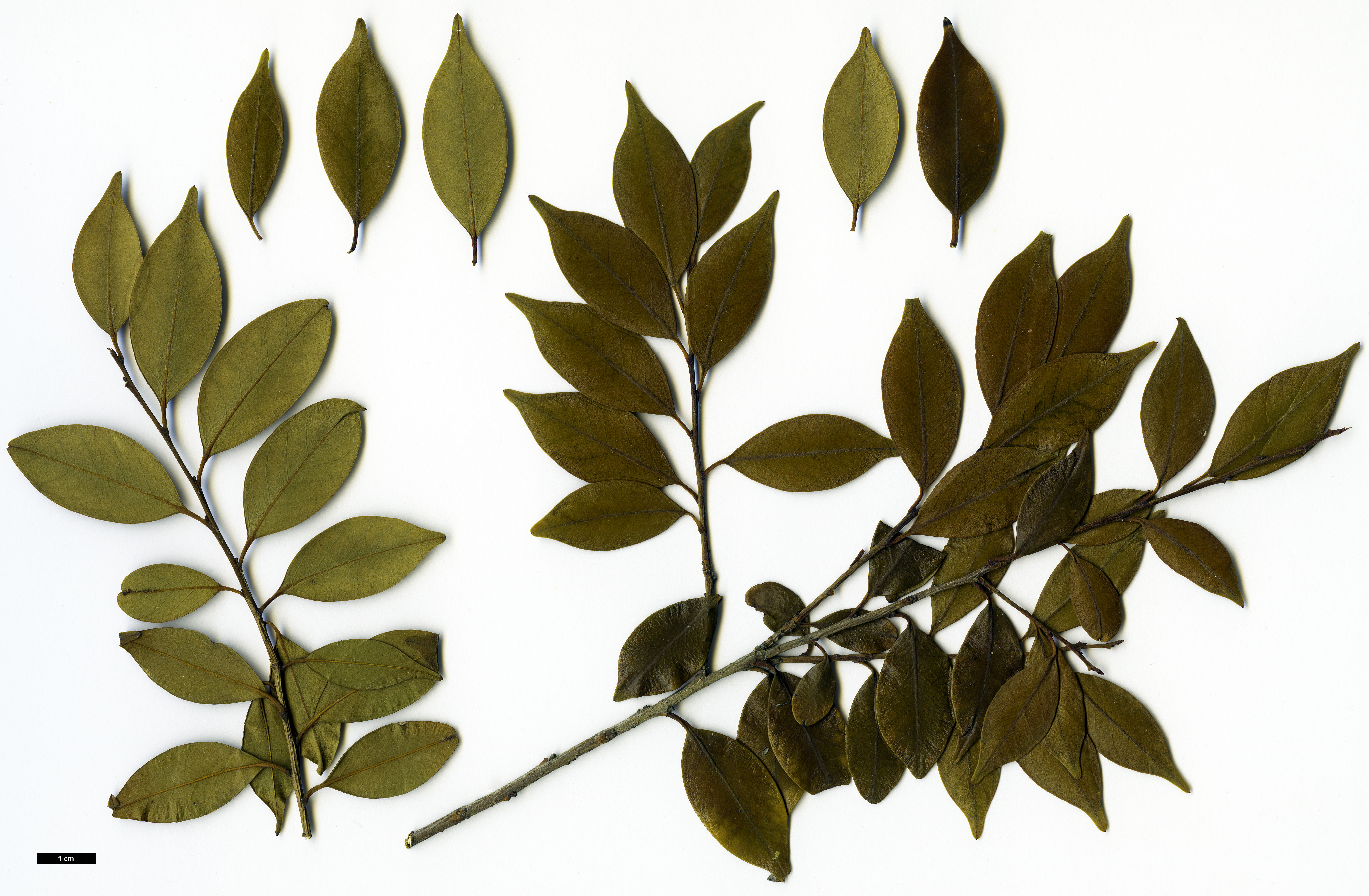 High resolution image: Family: Aquifoliaceae - Genus: Ilex - Taxon: hayatana