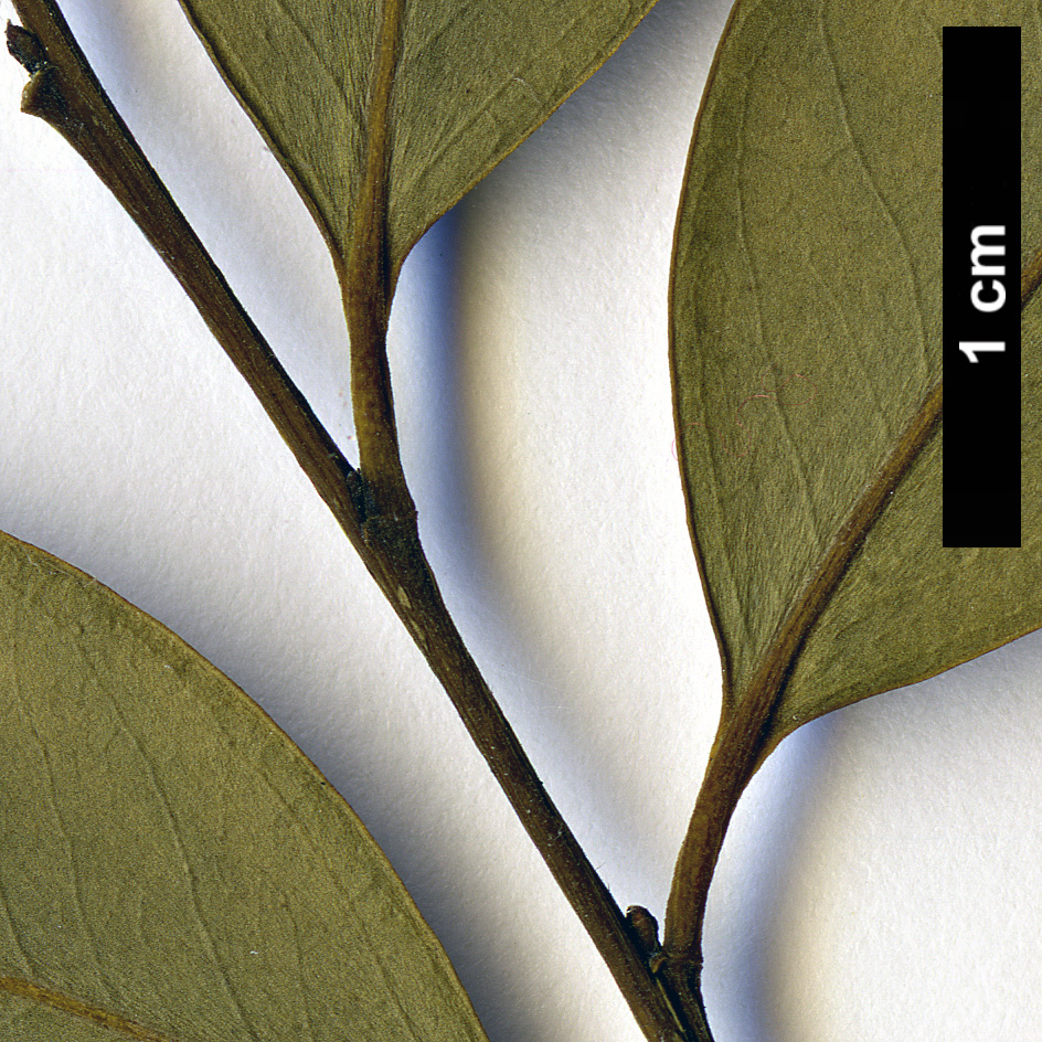 High resolution image: Family: Aquifoliaceae - Genus: Ilex - Taxon: hayatana