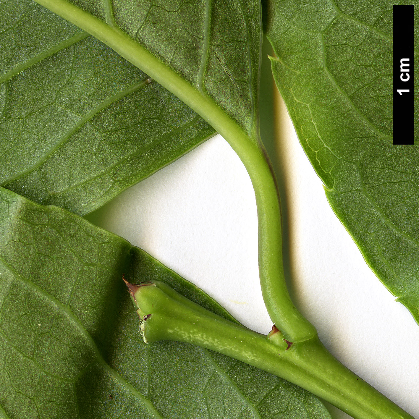 High resolution image: Family: Aquifoliaceae - Genus: Ilex - Taxon: kusanoi