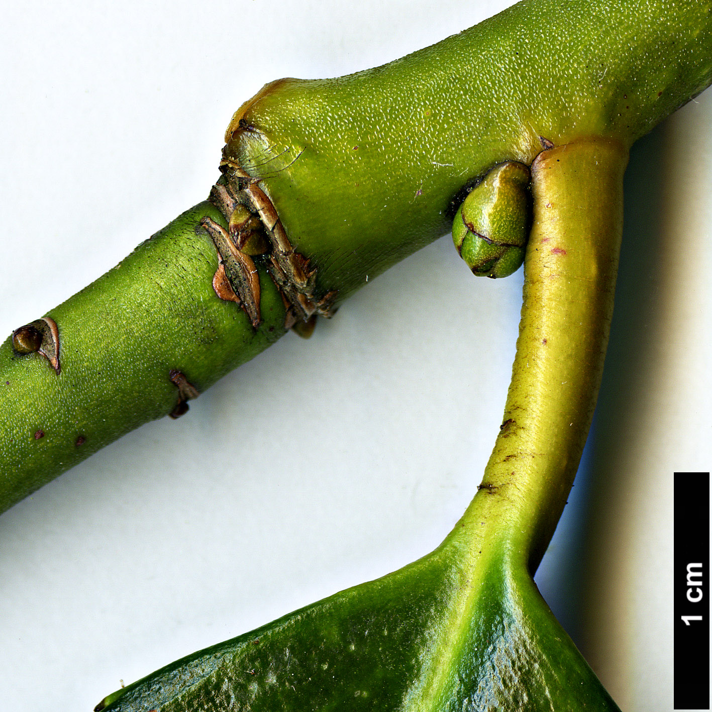 High resolution image: Family: Aquifoliaceae - Genus: Ilex - Taxon: latifolia