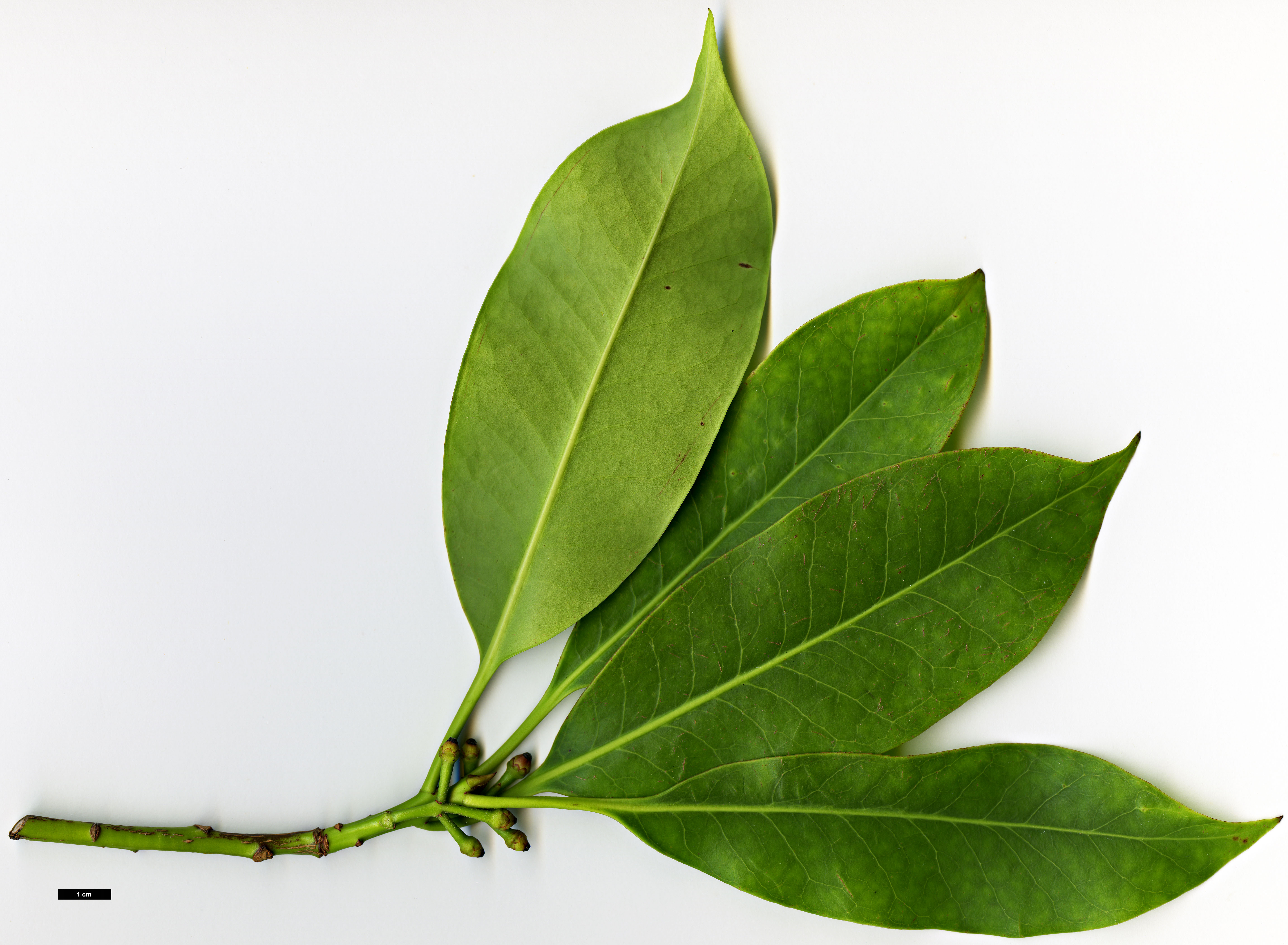 High resolution image: Family: Aquifoliaceae - Genus: Ilex - Taxon: linii