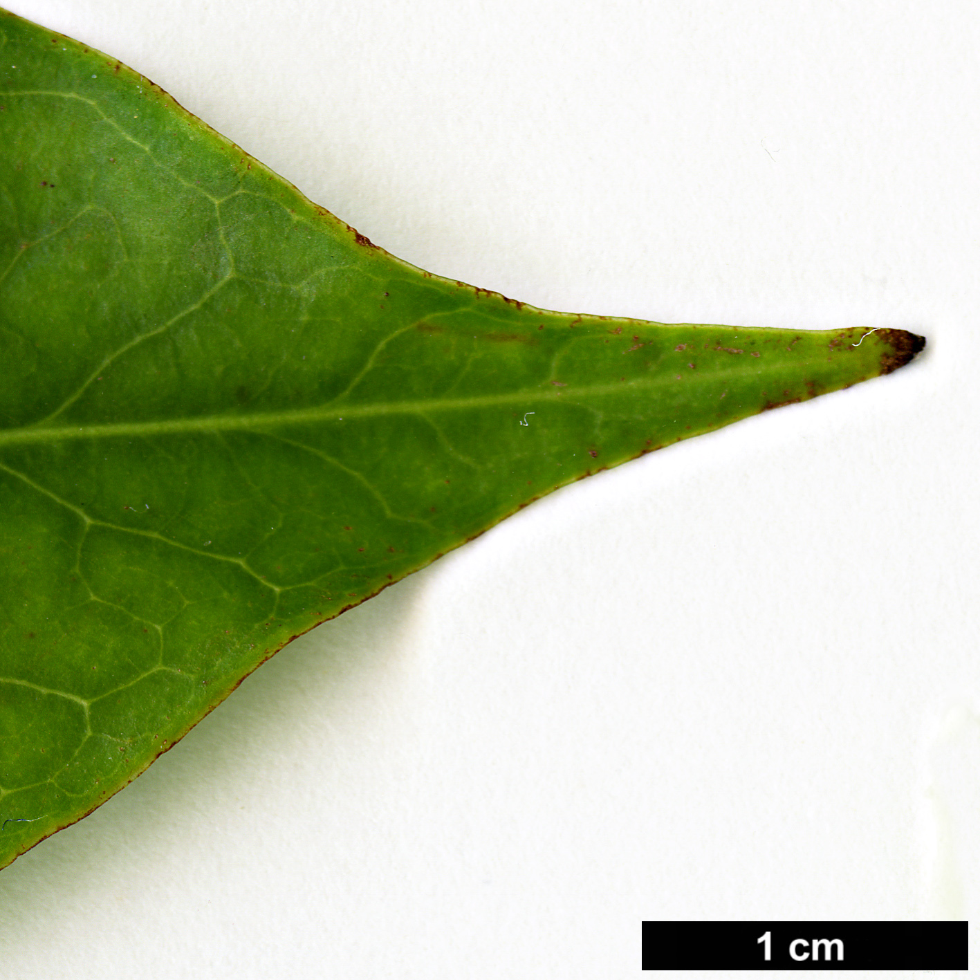High resolution image: Family: Aquifoliaceae - Genus: Ilex - Taxon: linii
