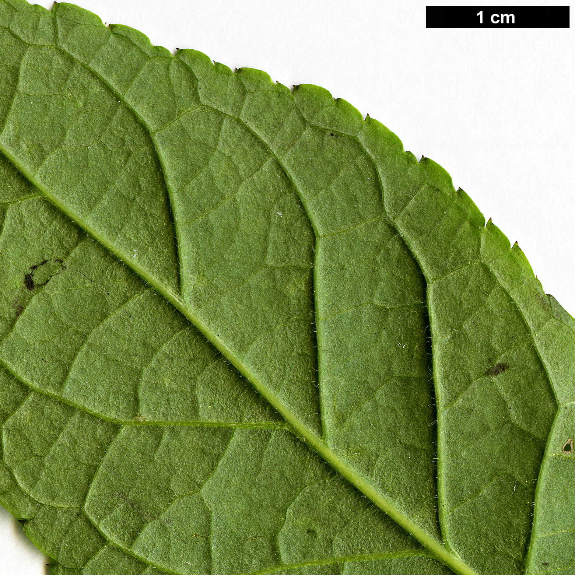 High resolution image: Family: Aquifoliaceae - Genus: Ilex - Taxon: longipes