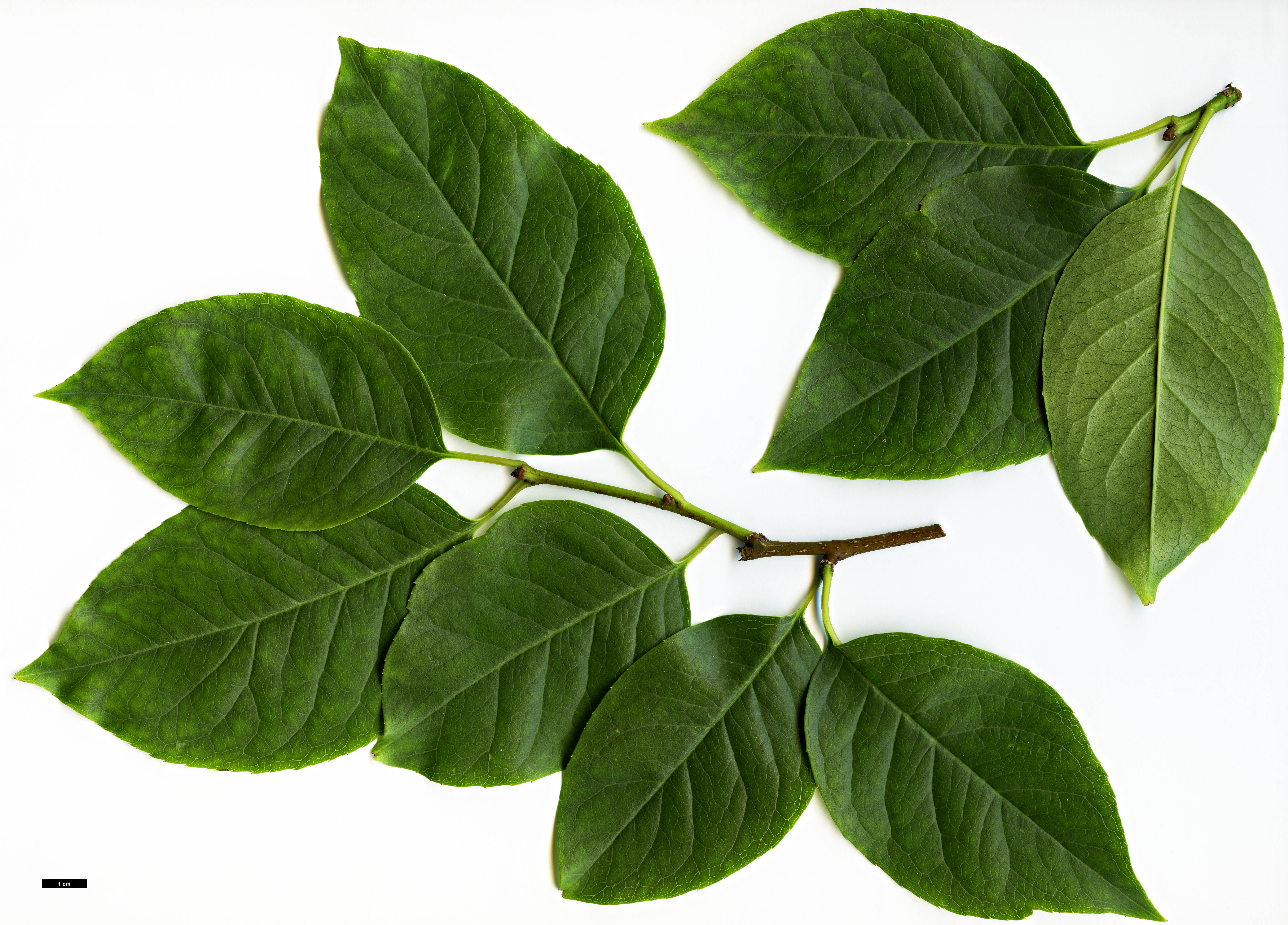 High resolution image: Family: Aquifoliaceae - Genus: Ilex - Taxon: macrocarpa