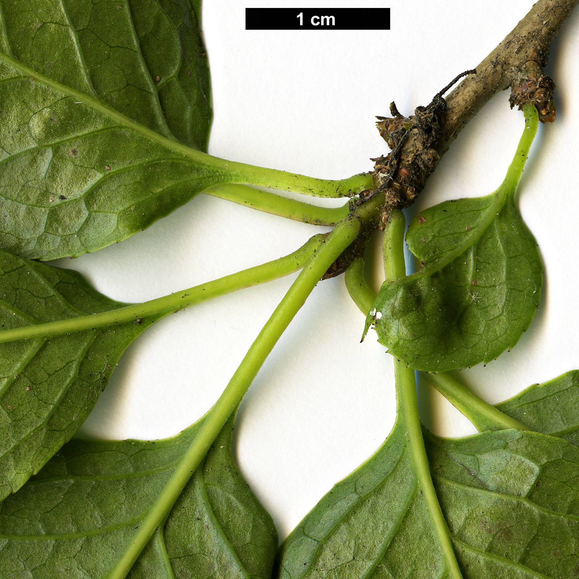 High resolution image: Family: Aquifoliaceae - Genus: Ilex - Taxon: macropoda