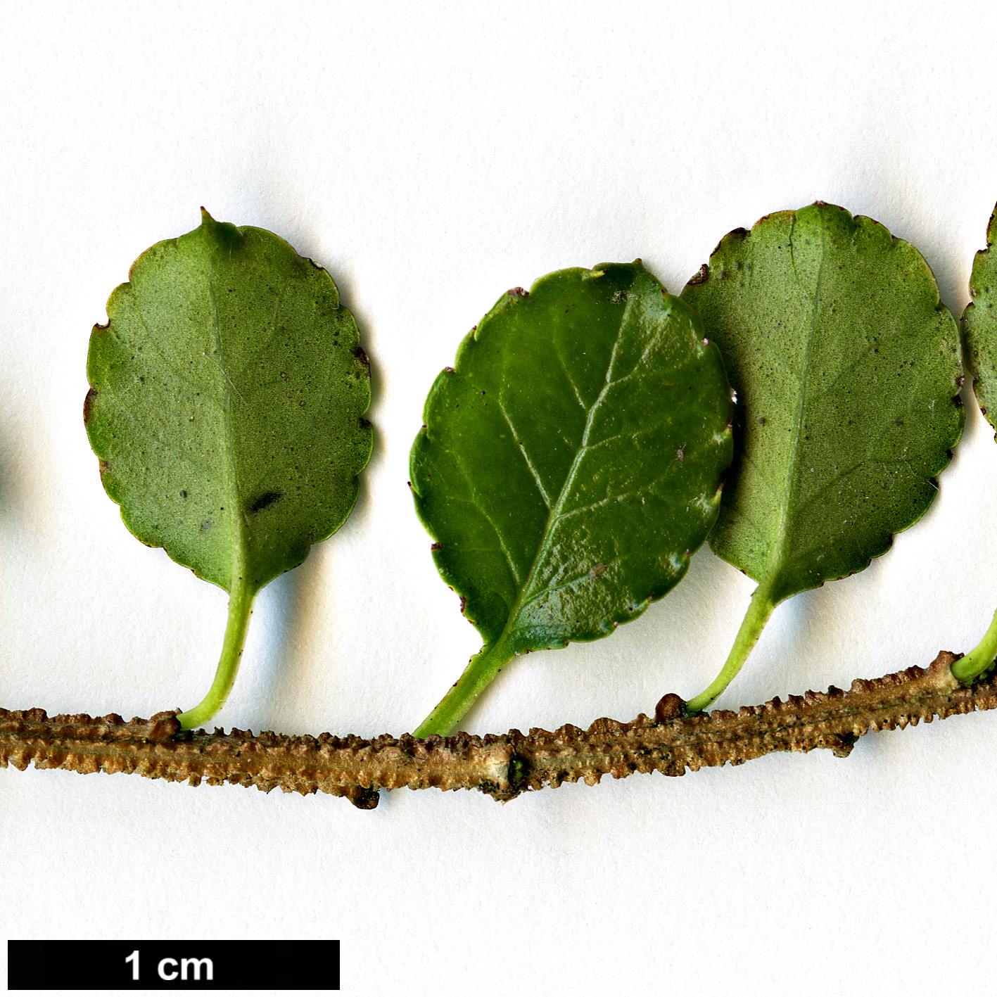 High resolution image: Family: Aquifoliaceae - Genus: Ilex - Taxon: nothofagifolia