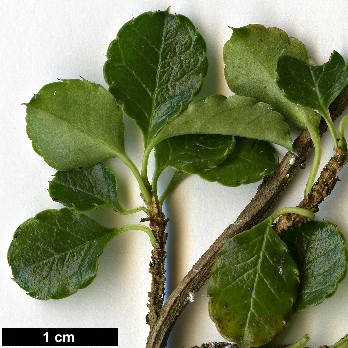 High resolution image: Family: Aquifoliaceae - Genus: Ilex - Taxon: nothofagifolia