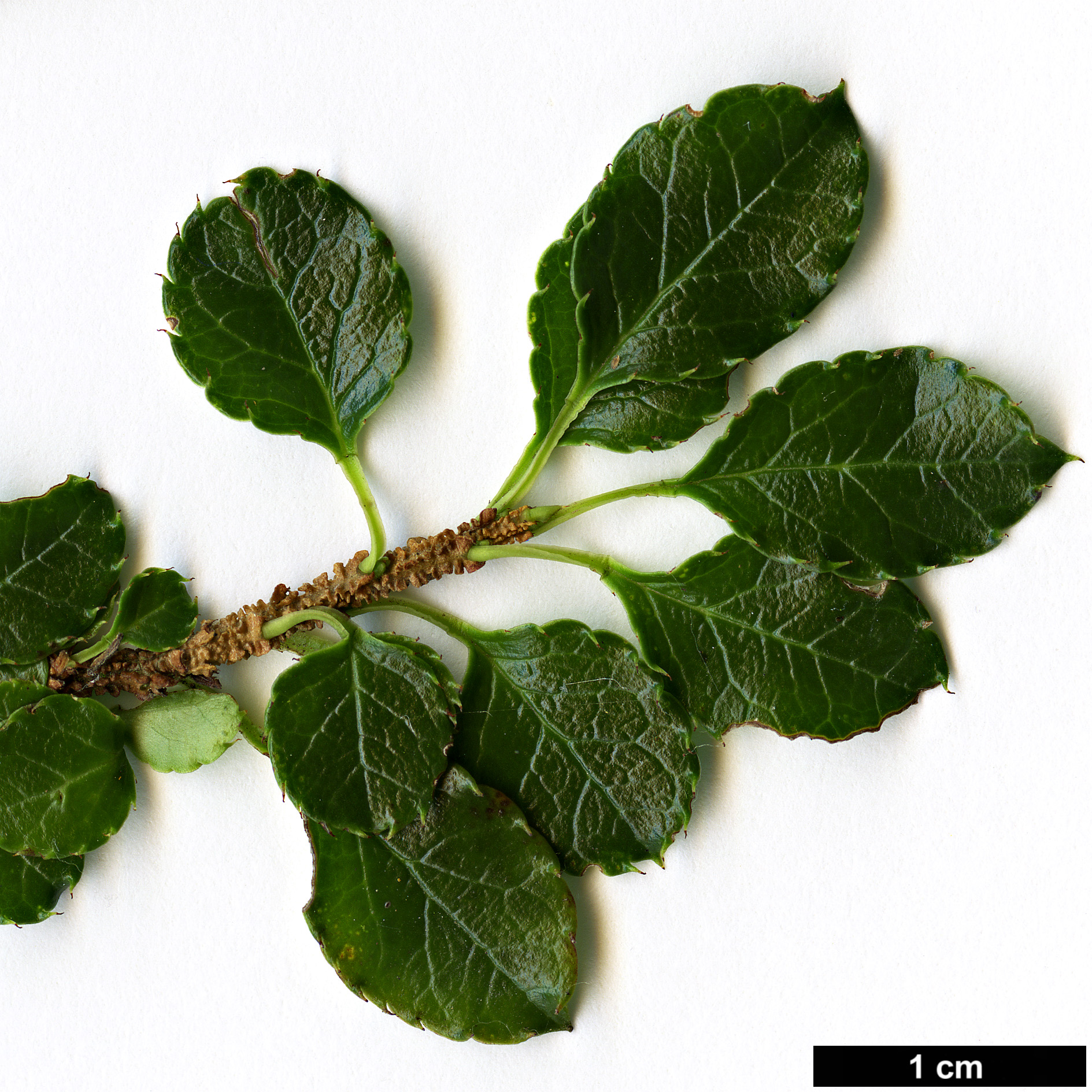 High resolution image: Family: Aquifoliaceae - Genus: Ilex - Taxon: nothofagifolia