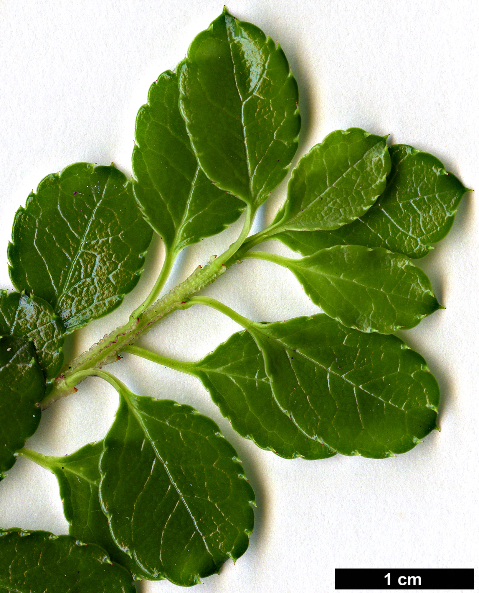 High resolution image: Family: Aquifoliaceae - Genus: Ilex - Taxon: nothofagifolia