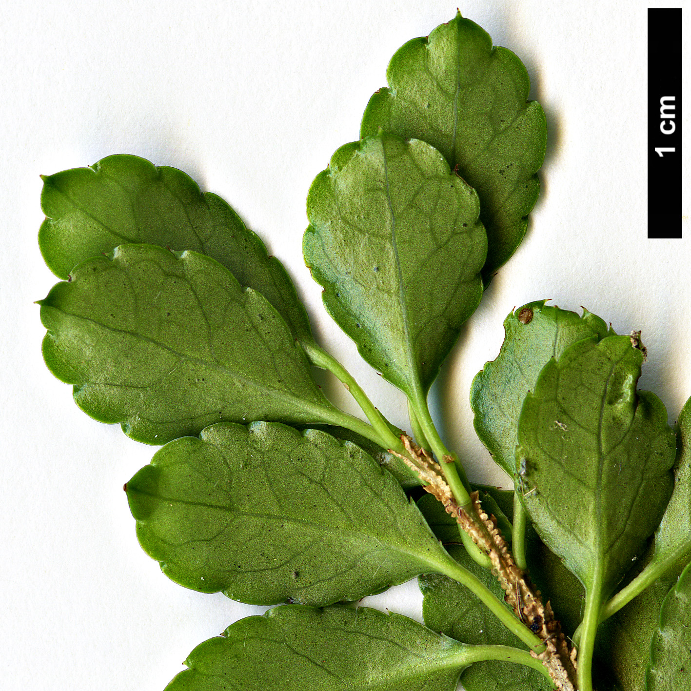 High resolution image: Family: Aquifoliaceae - Genus: Ilex - Taxon: nothofagifolia