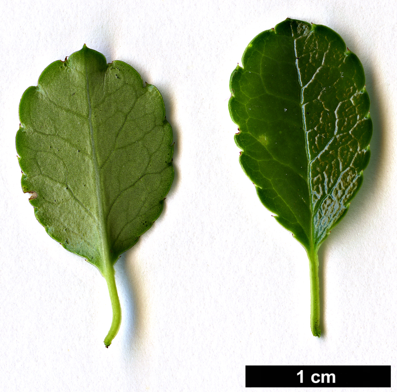 High resolution image: Family: Aquifoliaceae - Genus: Ilex - Taxon: nothofagifolia