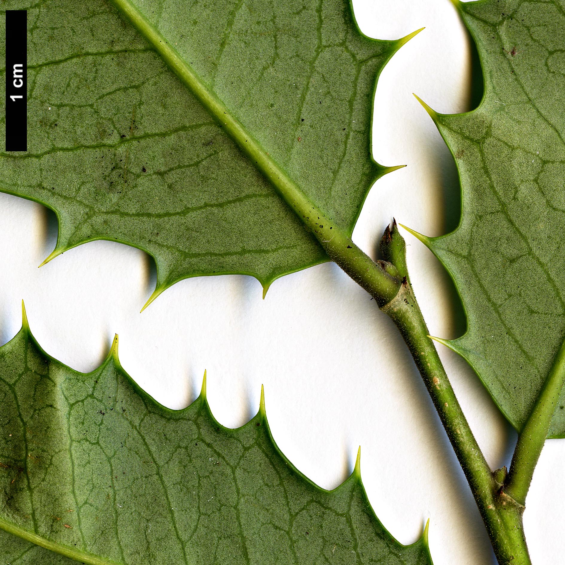 High resolution image: Family: Aquifoliaceae - Genus: Ilex - Taxon: opaca