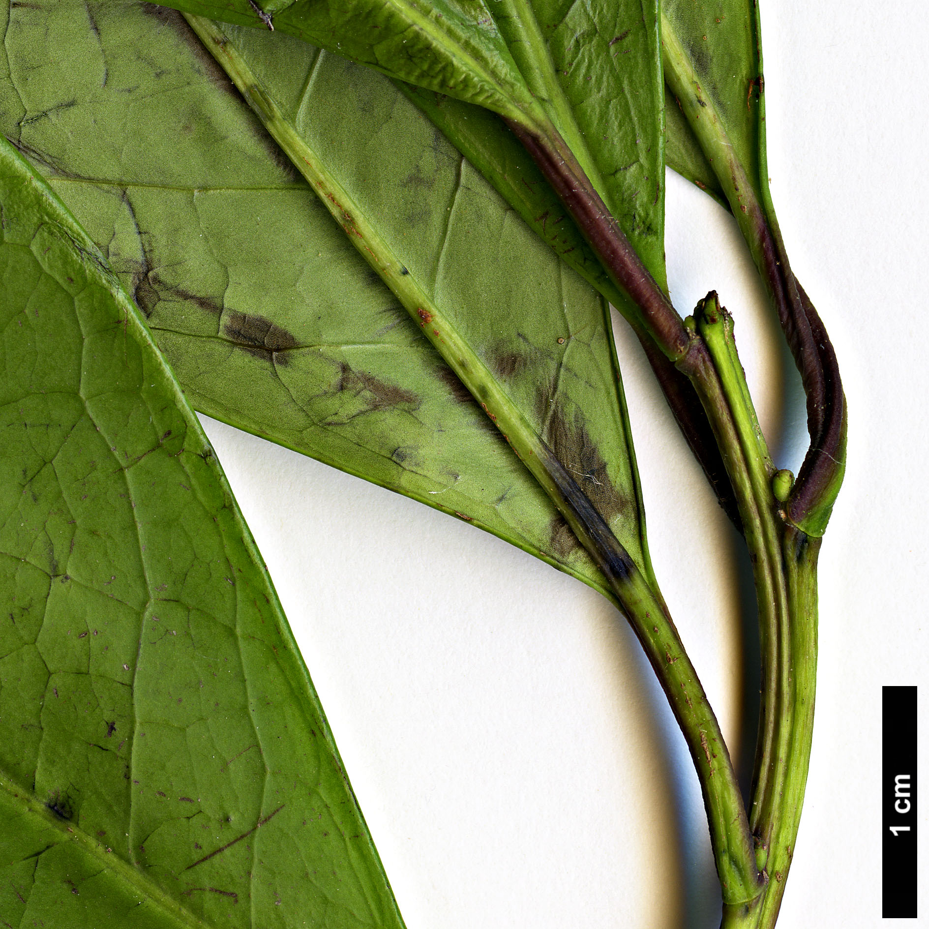 High resolution image: Family: Aquifoliaceae - Genus: Ilex - Taxon: paraguariensis