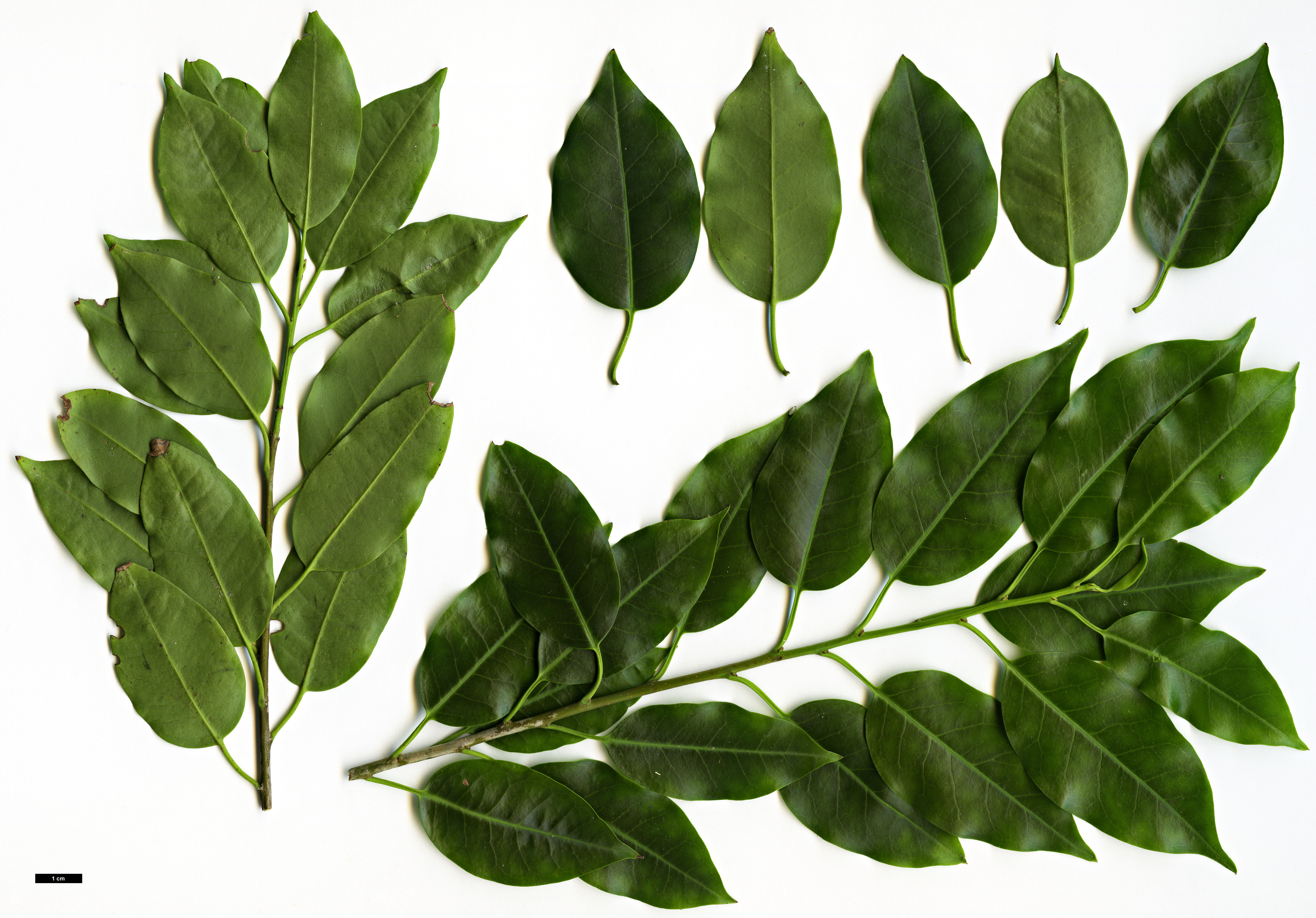 High resolution image: Family: Aquifoliaceae - Genus: Ilex - Taxon: pedunculosa