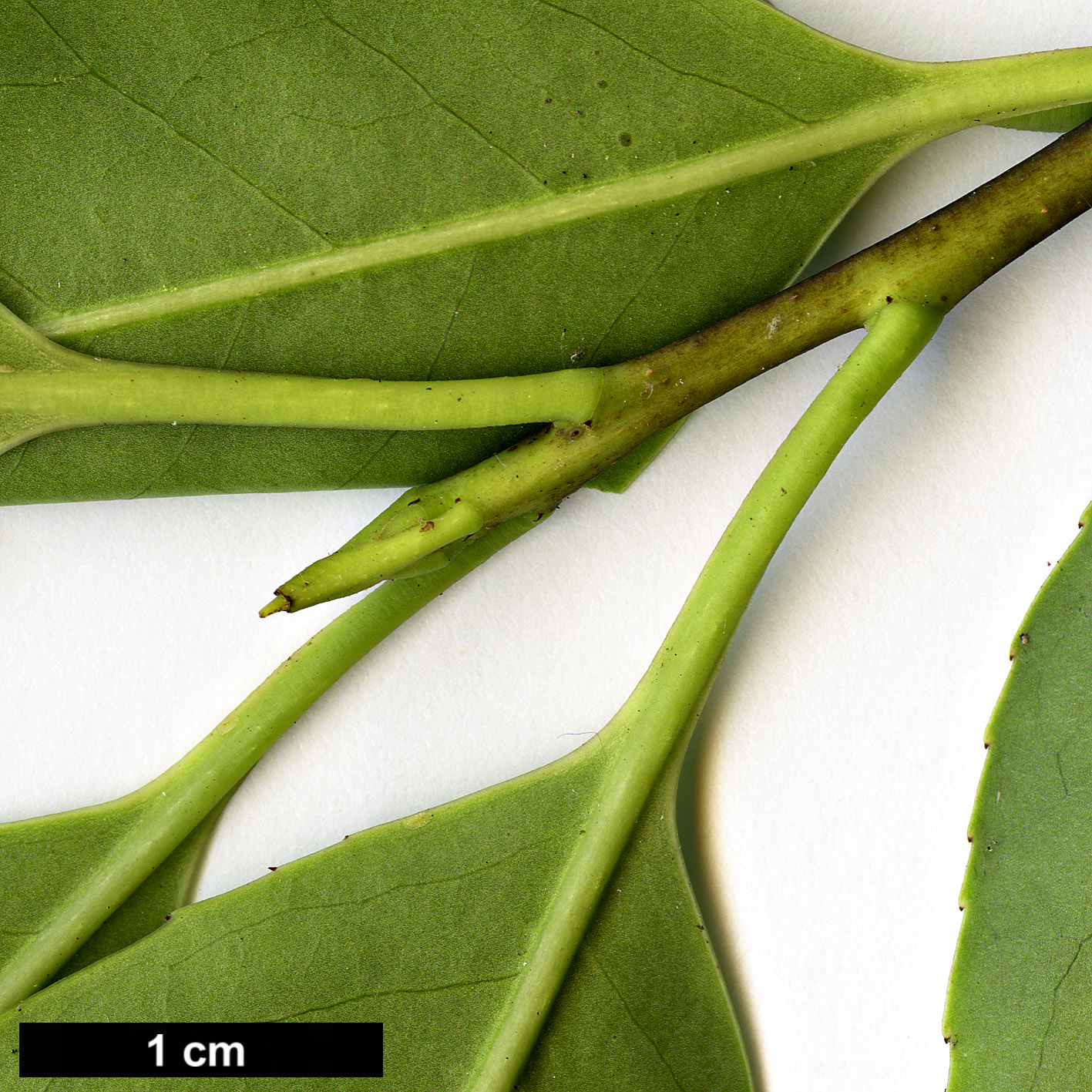 High resolution image: Family: Aquifoliaceae - Genus: Ilex - Taxon: purpurea