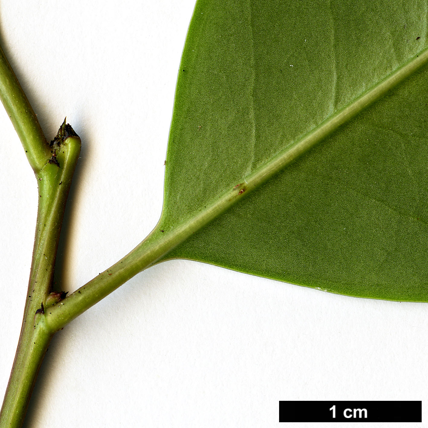 High resolution image: Family: Aquifoliaceae - Genus: Ilex - Taxon: rotunda