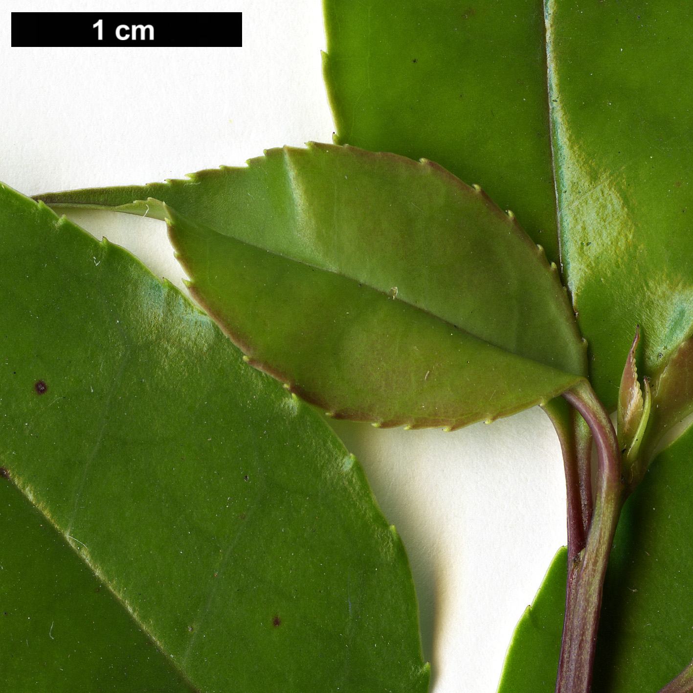 High resolution image: Family: Aquifoliaceae - Genus: Ilex - Taxon: rotunda