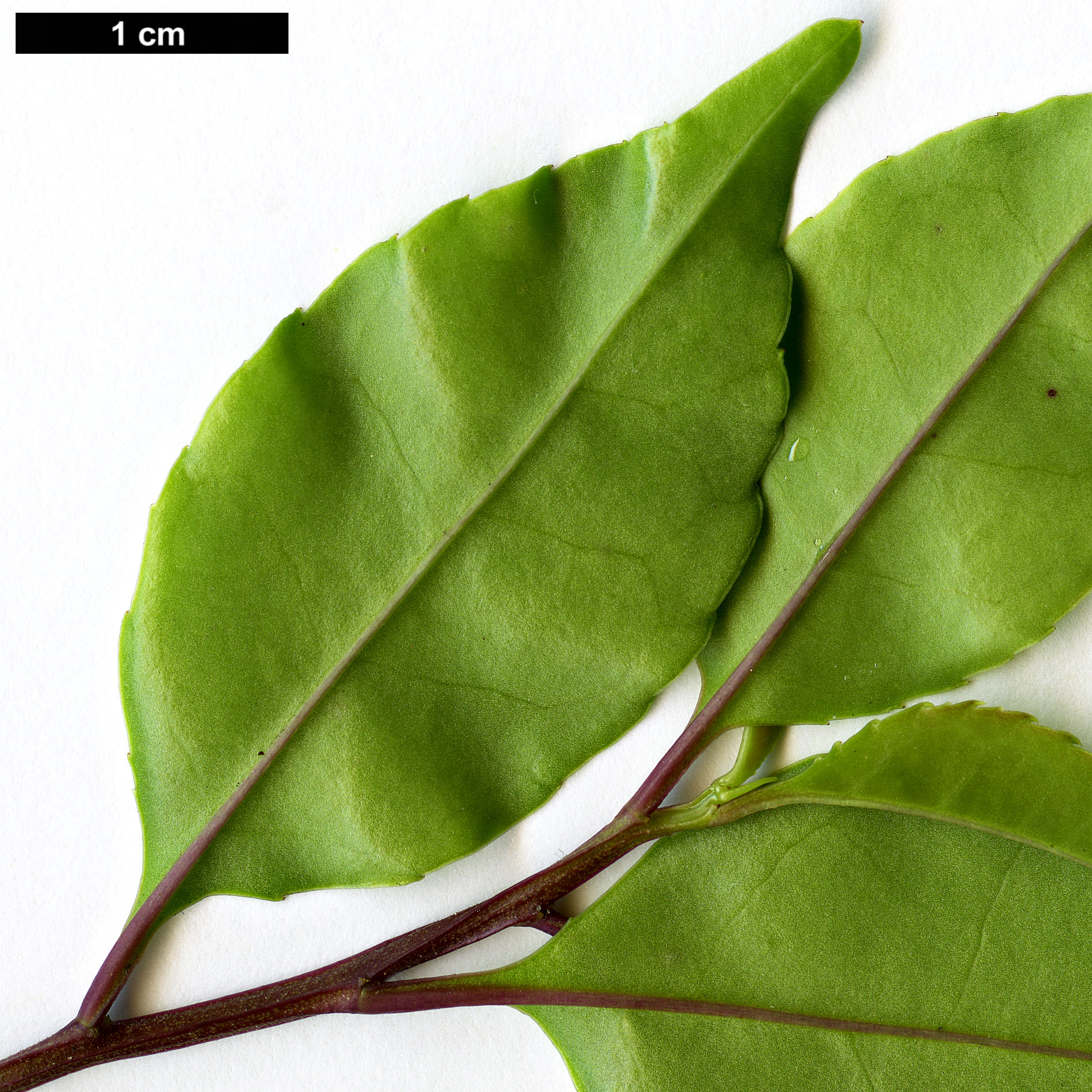 High resolution image: Family: Aquifoliaceae - Genus: Ilex - Taxon: rotunda