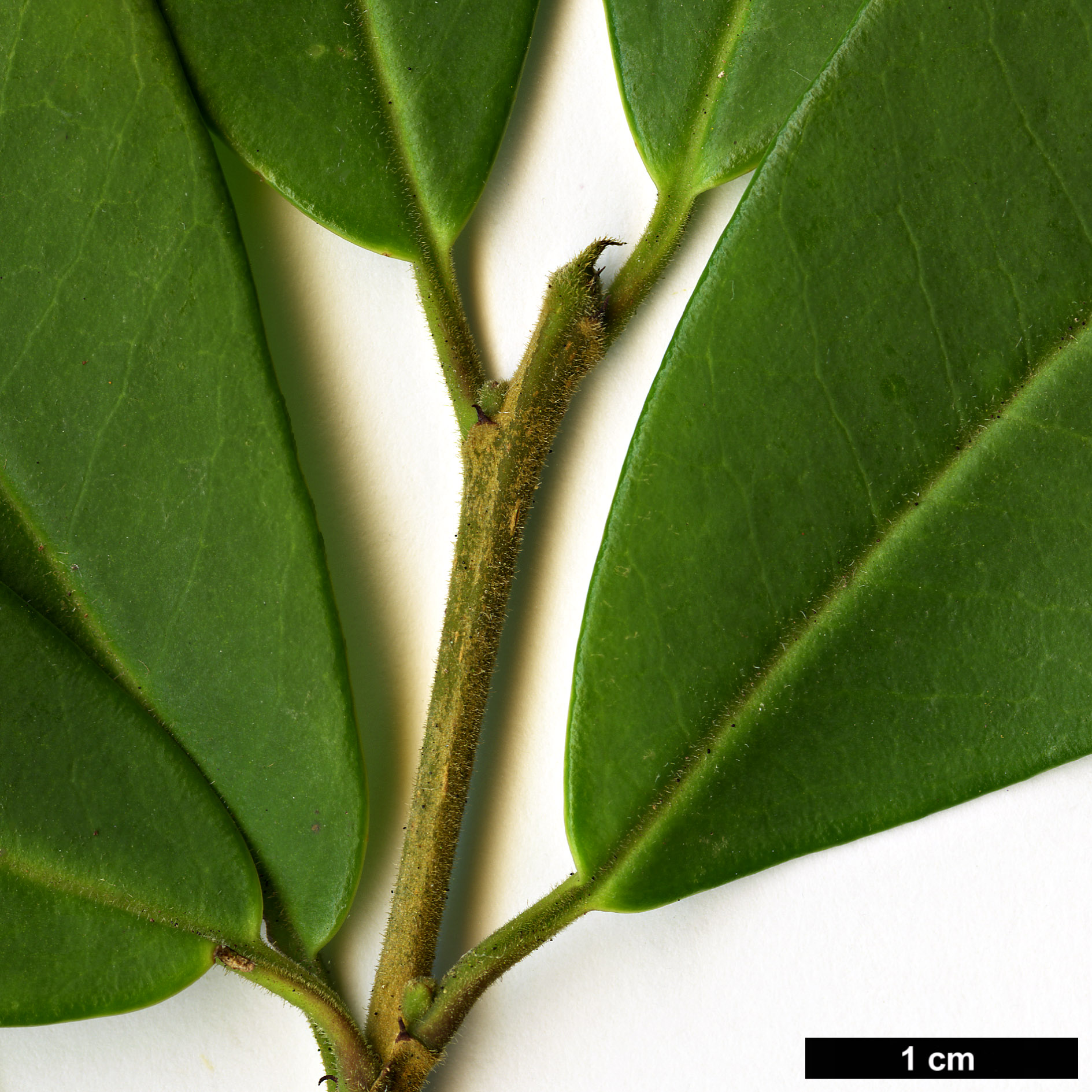 High resolution image: Family: Aquifoliaceae - Genus: Ilex - Taxon: rubra